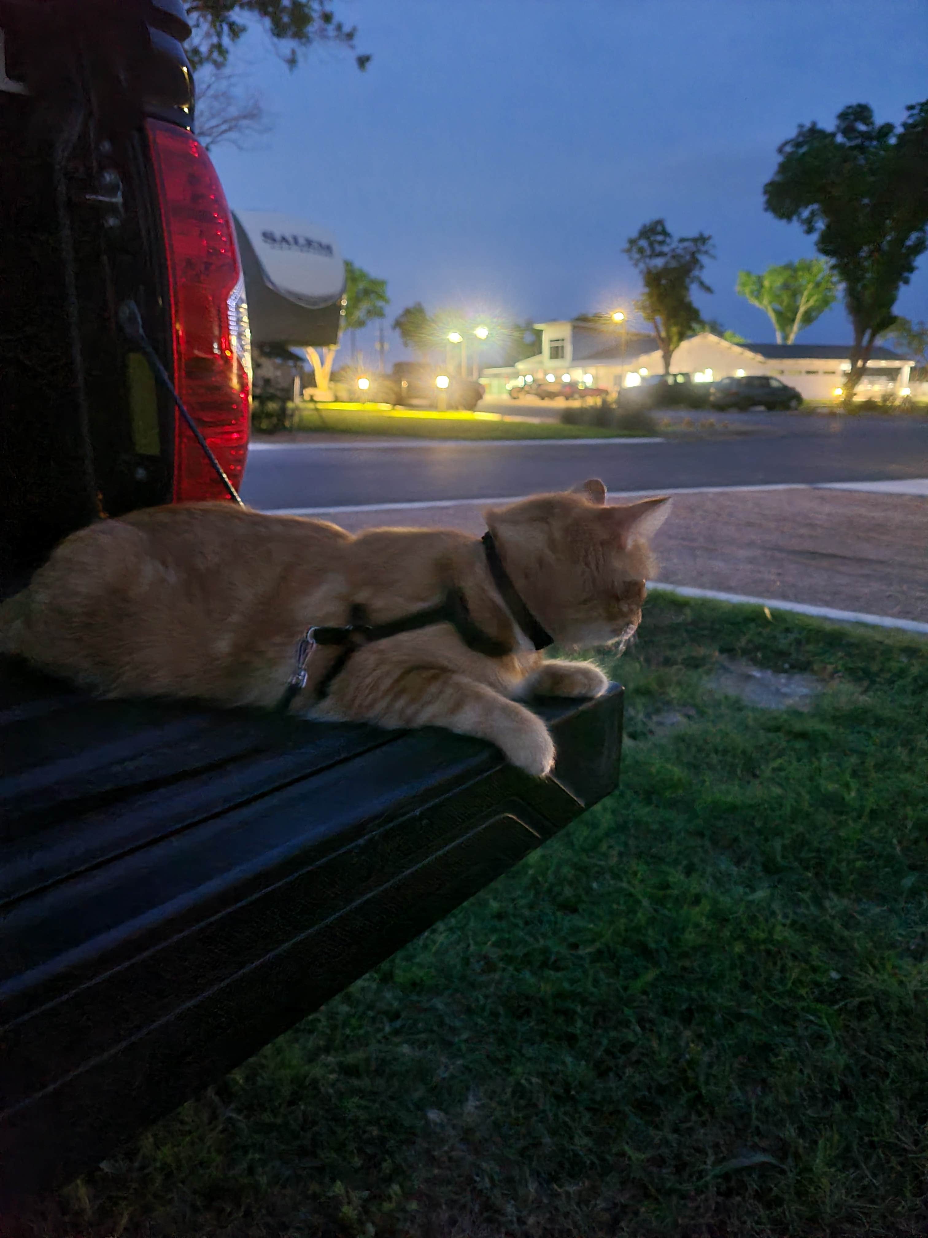 Heather O.'s photo of camping with pets at Canopy Luxury RV Resort near San Antonio, TX