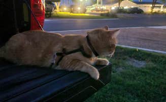 Heather O.'s photo of camping with pets at Canopy Luxury RV Resort near San Antonio, TX