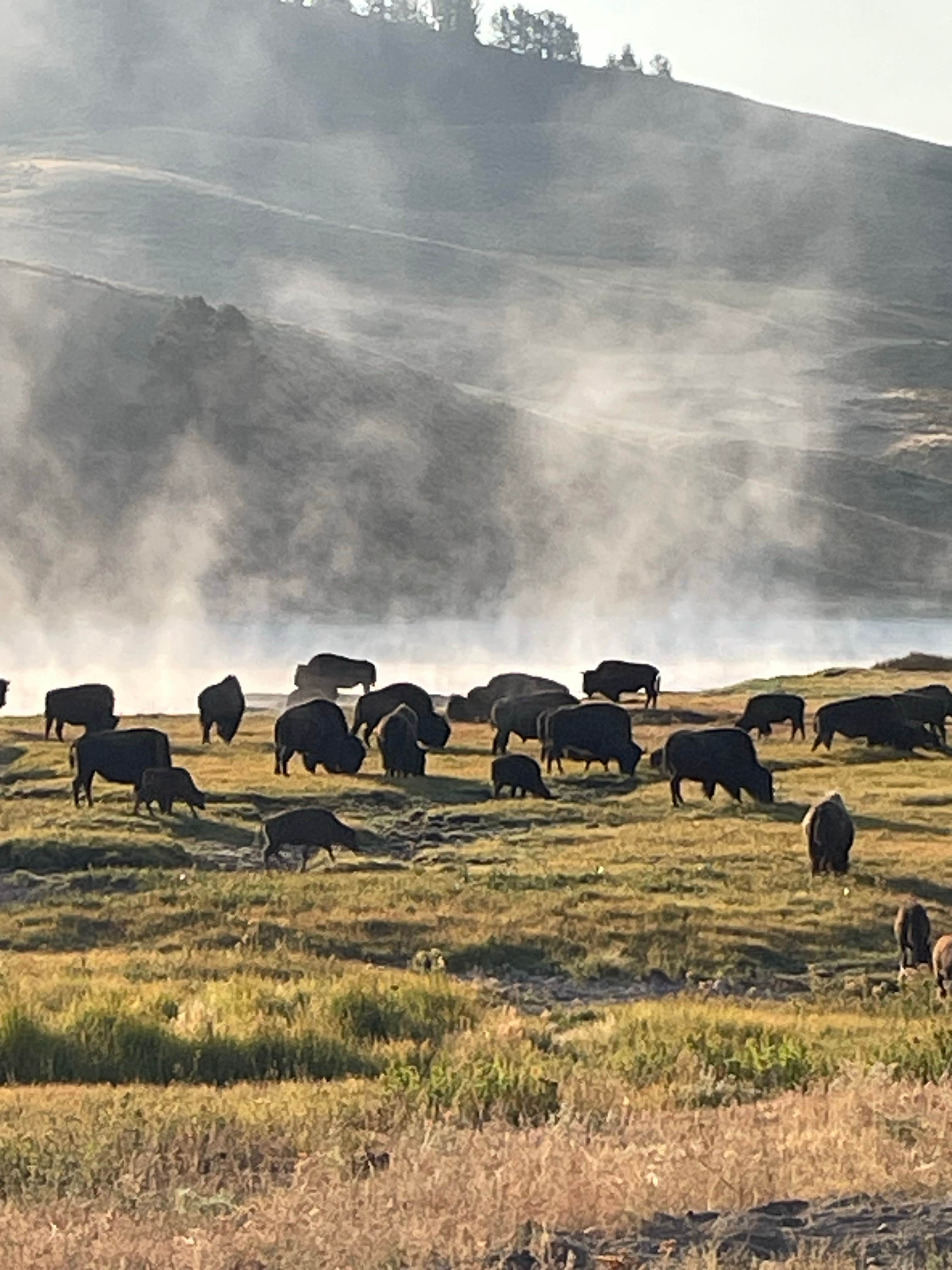 Camper submitted image from canyon campground Wyoming - 4