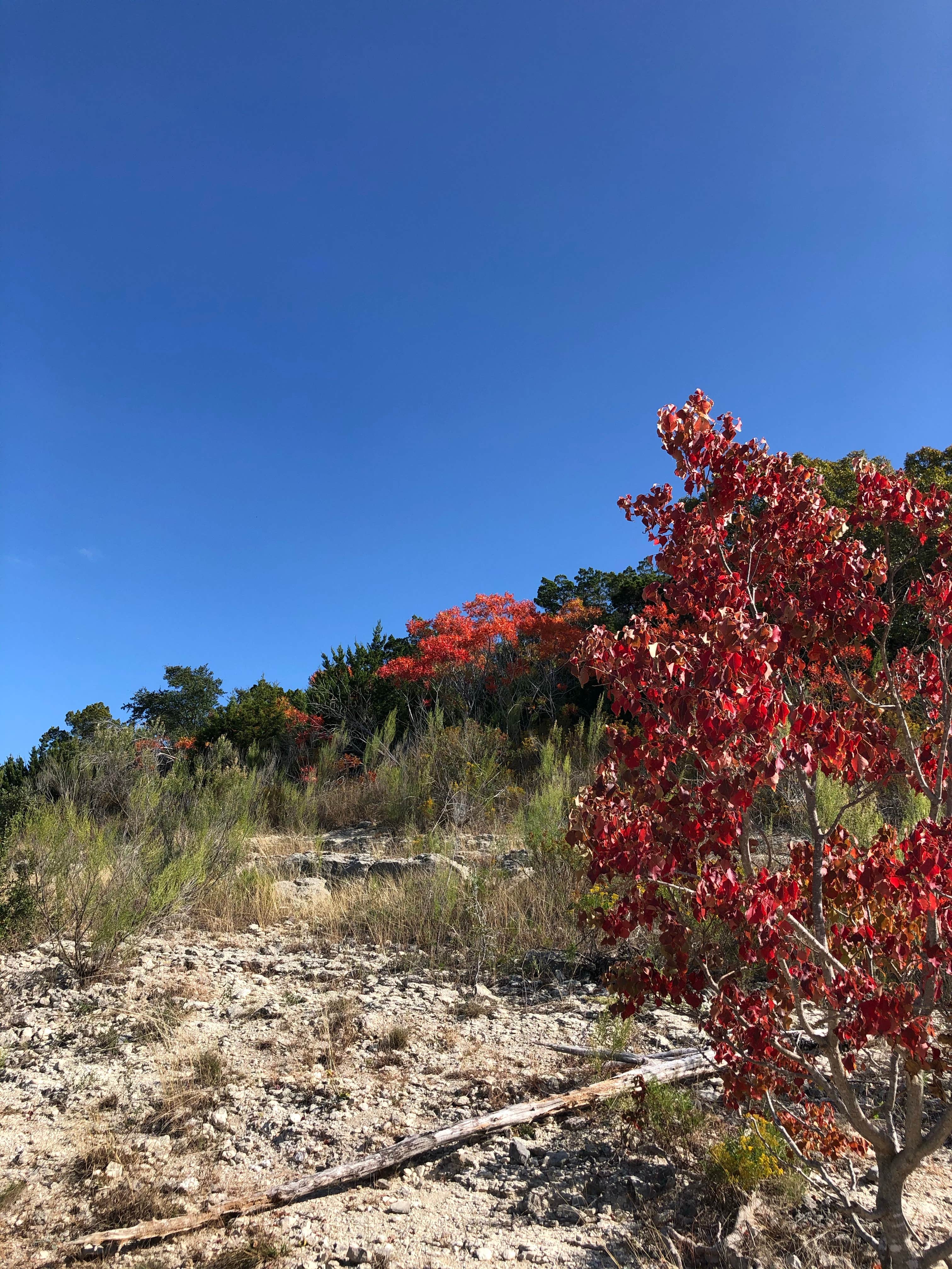 Camper submitted image from COE Canyon Lake Canyon Park - 5