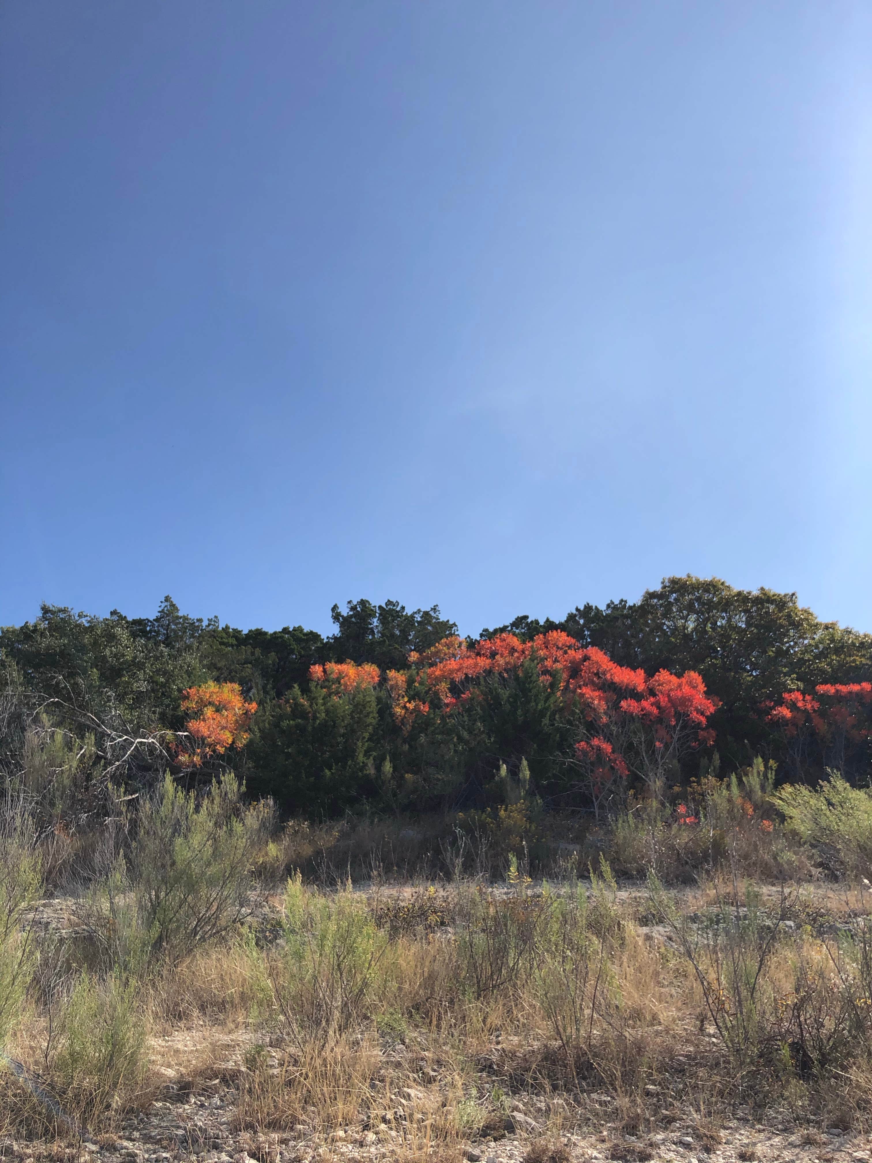 Camper submitted image from COE Canyon Lake Canyon Park - 4