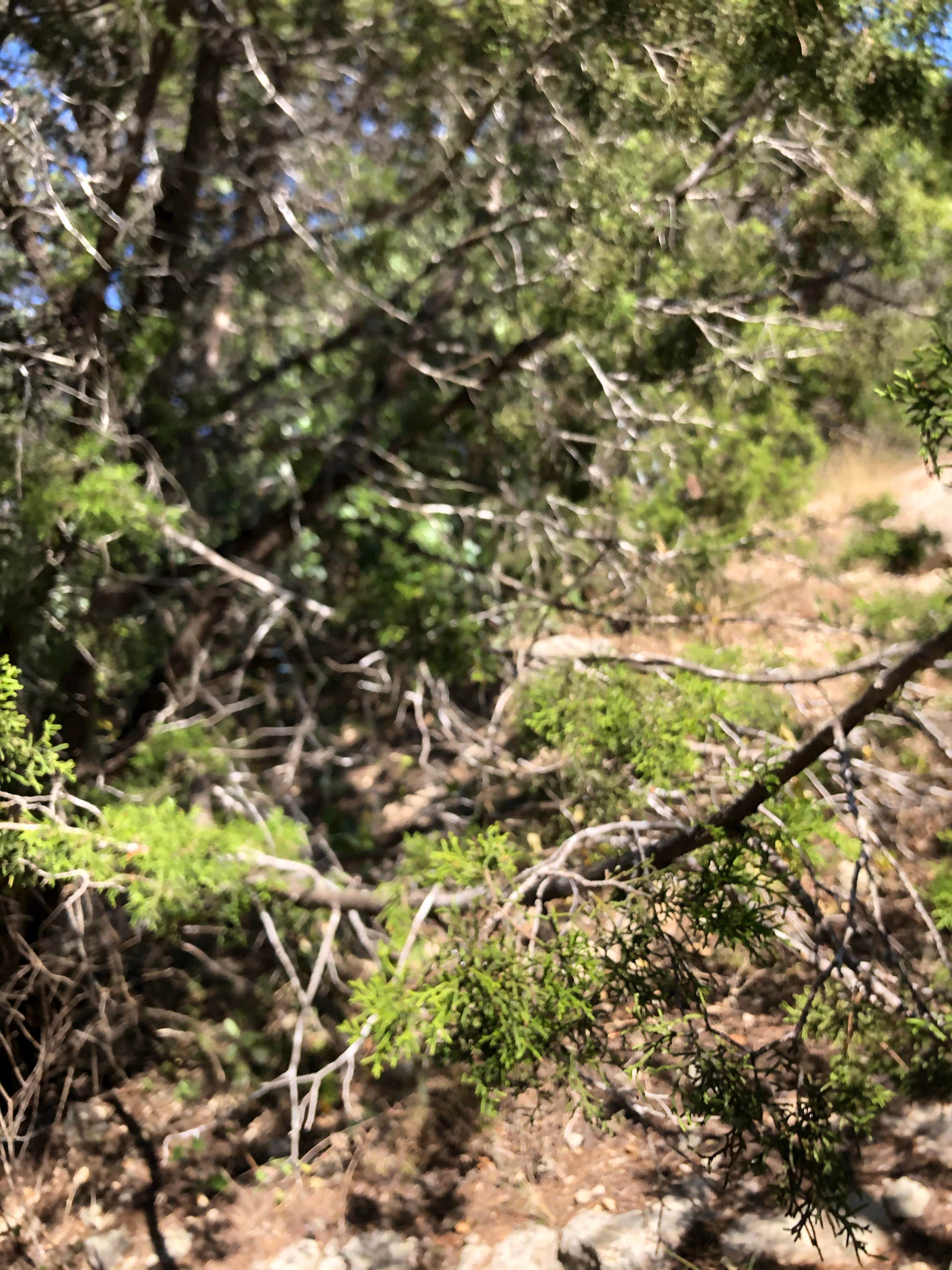 Camper-submitted photo at COE Canyon Lake Canyon Park near Fischer, TX