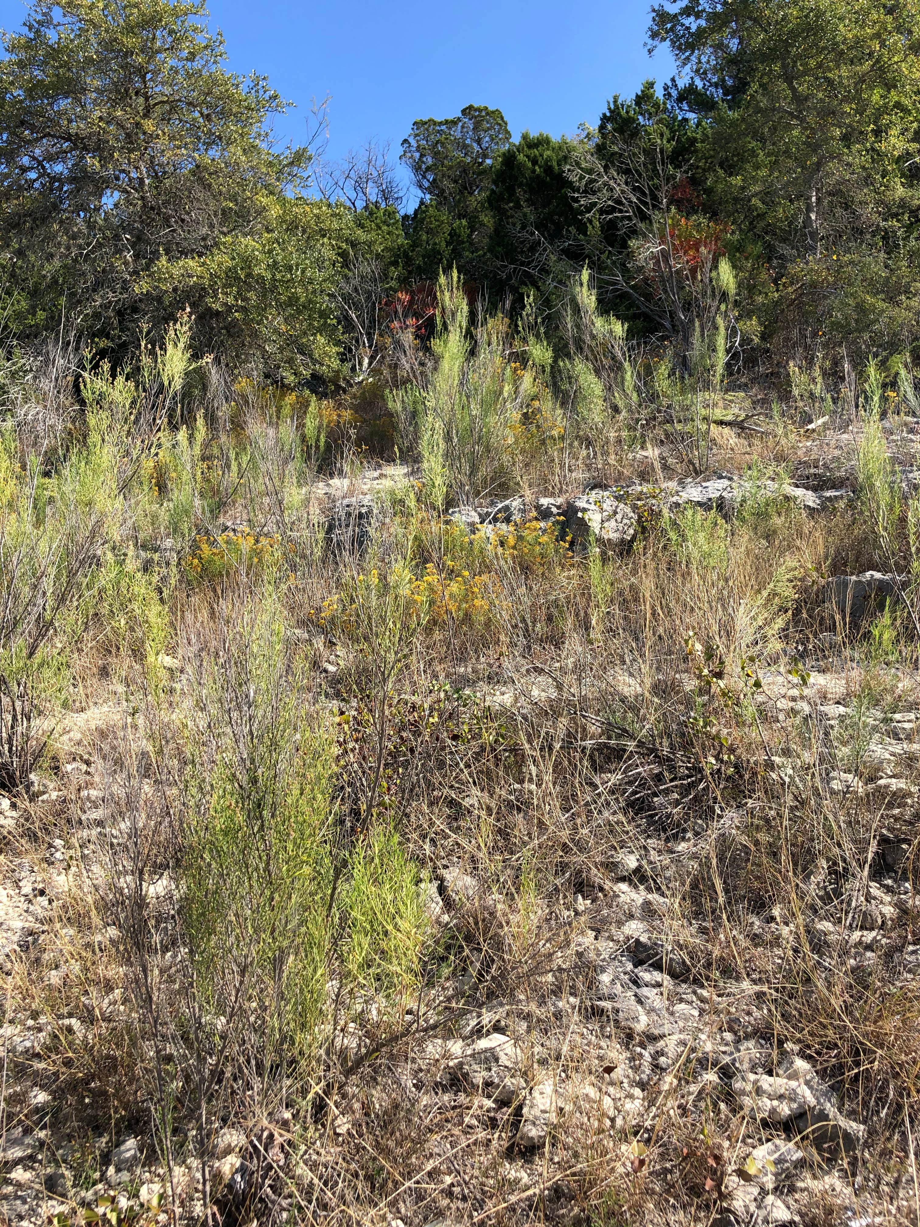Camper-submitted photo at COE Canyon Lake Canyon Park near Fischer, TX