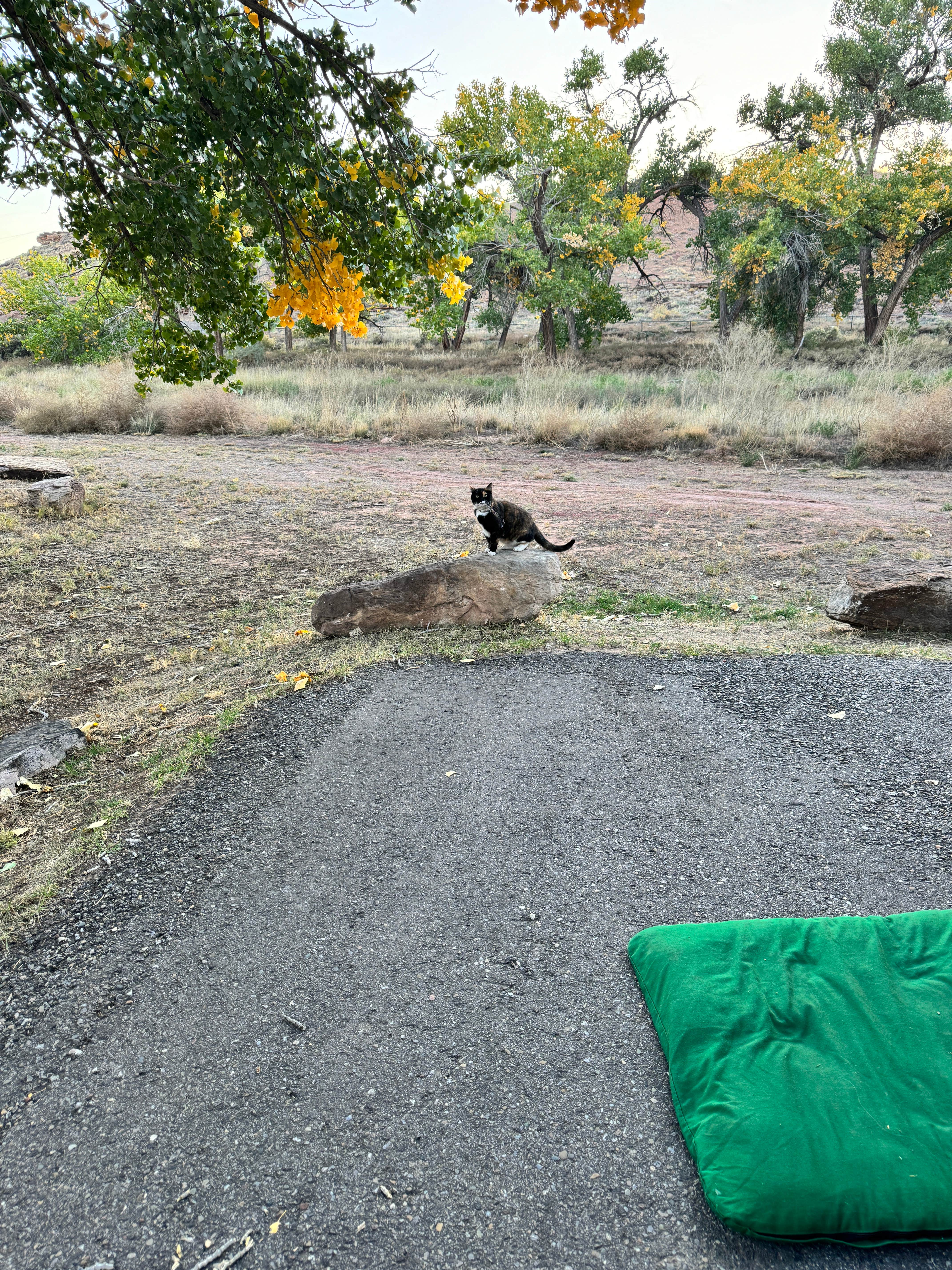 Catherine S.'s photo of camping with pets at Cottonwood Campground near Fort Defiance, AZ