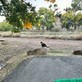 Review photo of Cottonwood Campground by Catherine S., October 27, 2023