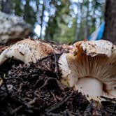 Review photo of Canyon Campground — Yellowstone National Park by Finn S., August 31, 2026