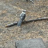 Review photo of Canyon Campground — Yellowstone National Park by Elise V., July 26, 2024