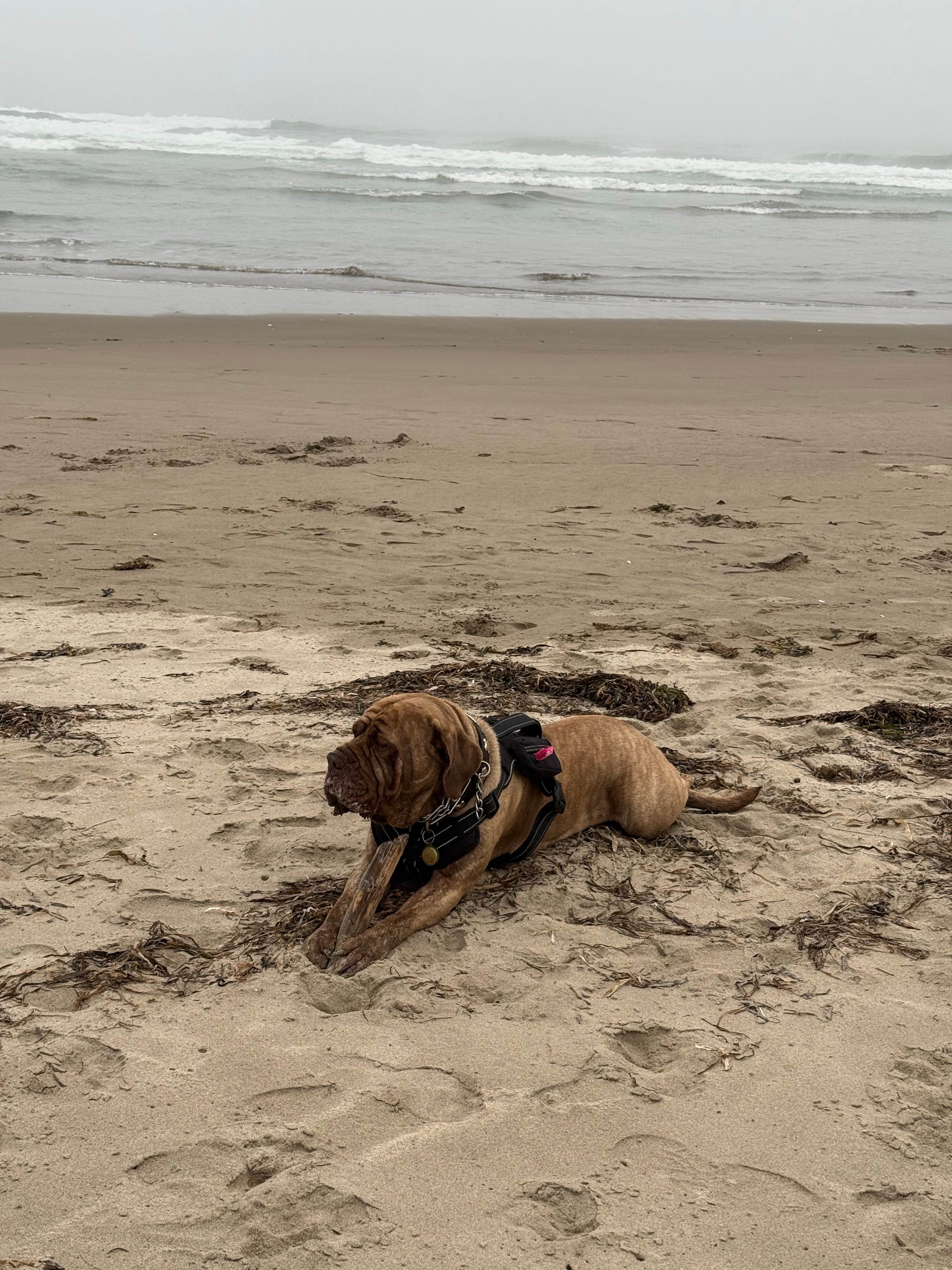 Camper-submitted photo at cape lookout near Netarts, OR