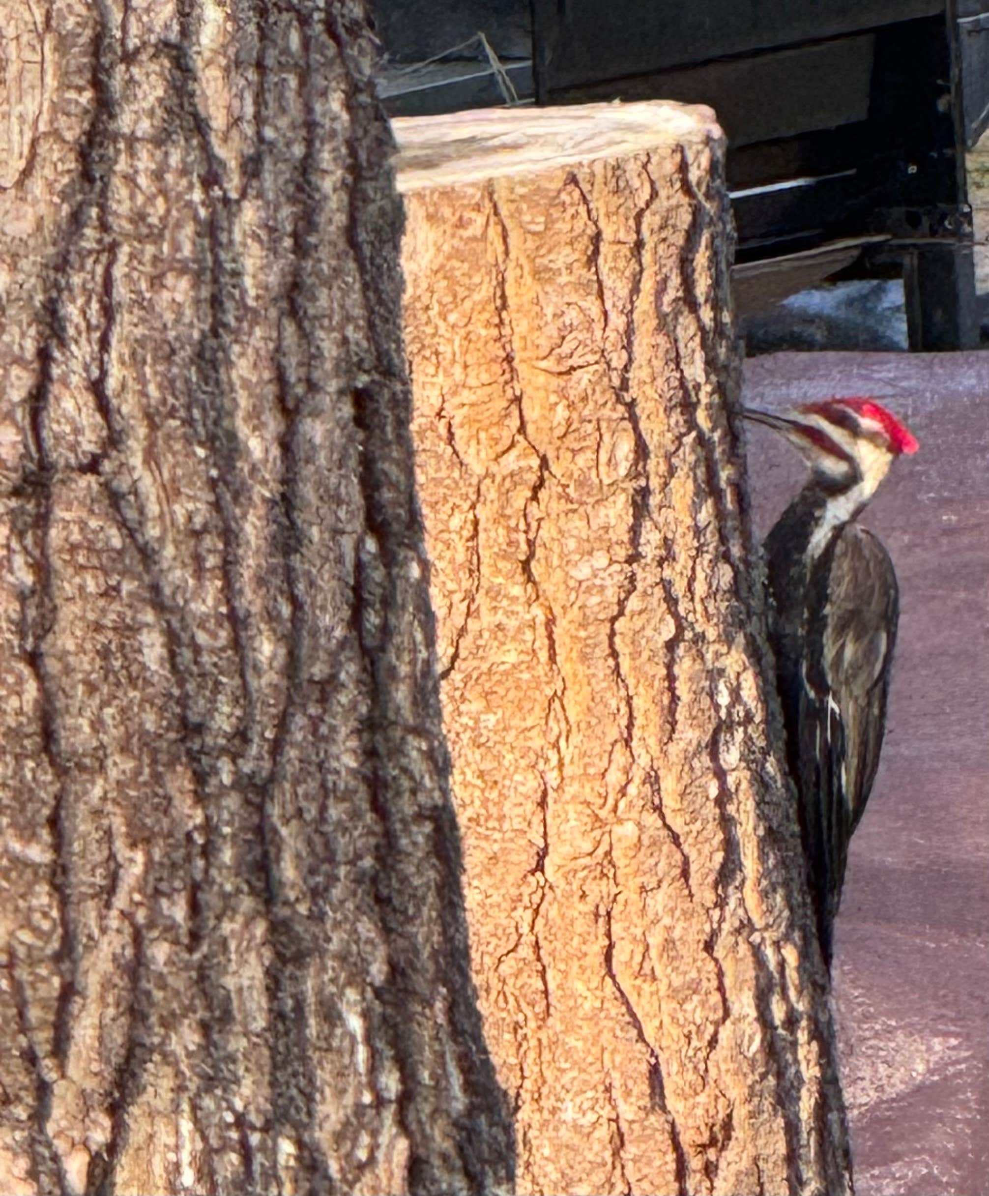Camper-submitted photo at Cape Neddick Oceanside Campground near York Harbor, ME