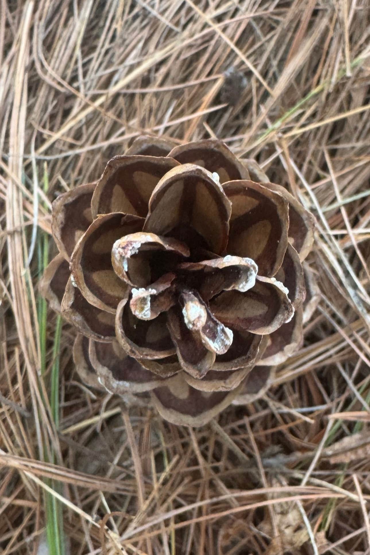 Camper-submitted photo at Cape Neddick Oceanside Campground near York Harbor, ME