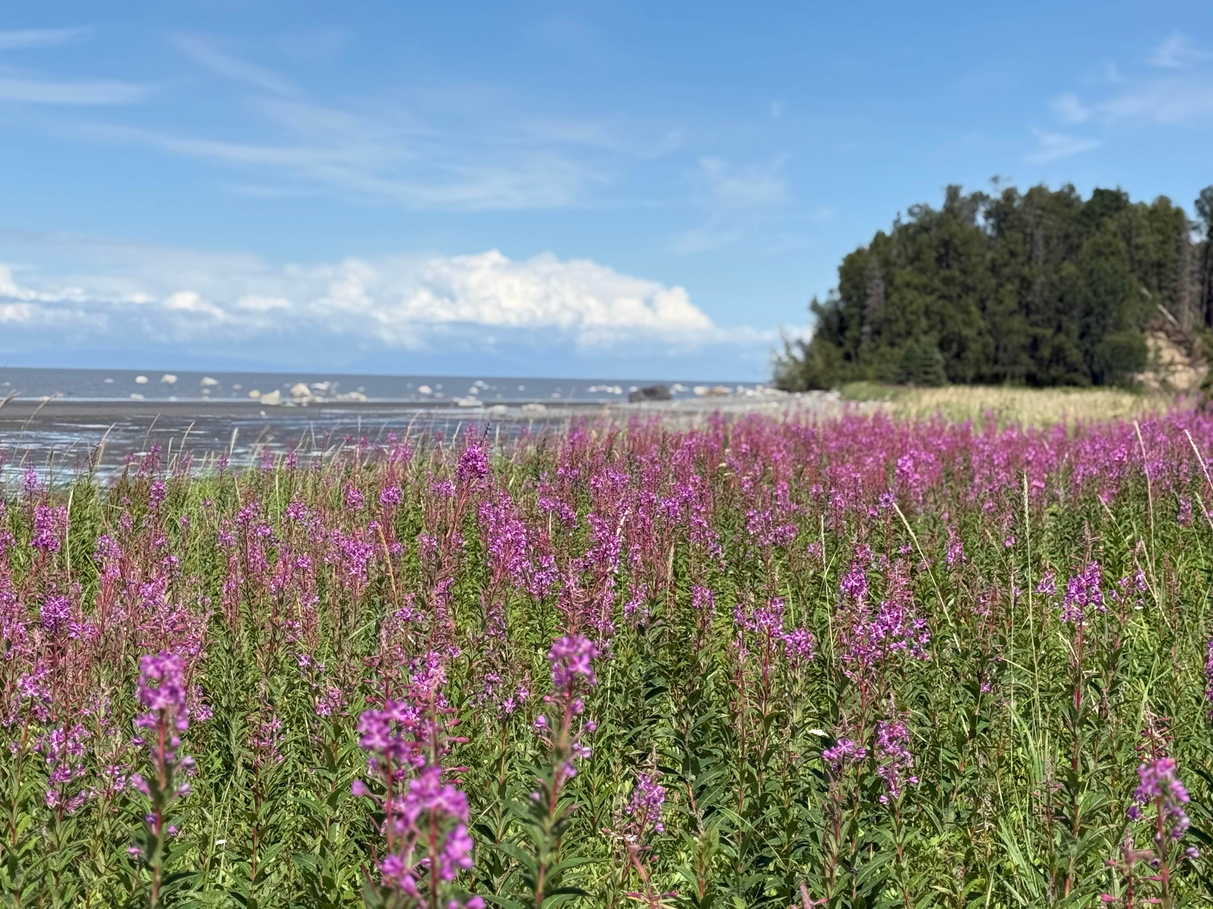 Camping near Dolly Varden Lake Campground: Captain Cook State Recreation Area Discovery Campground, Kenai, Alaska