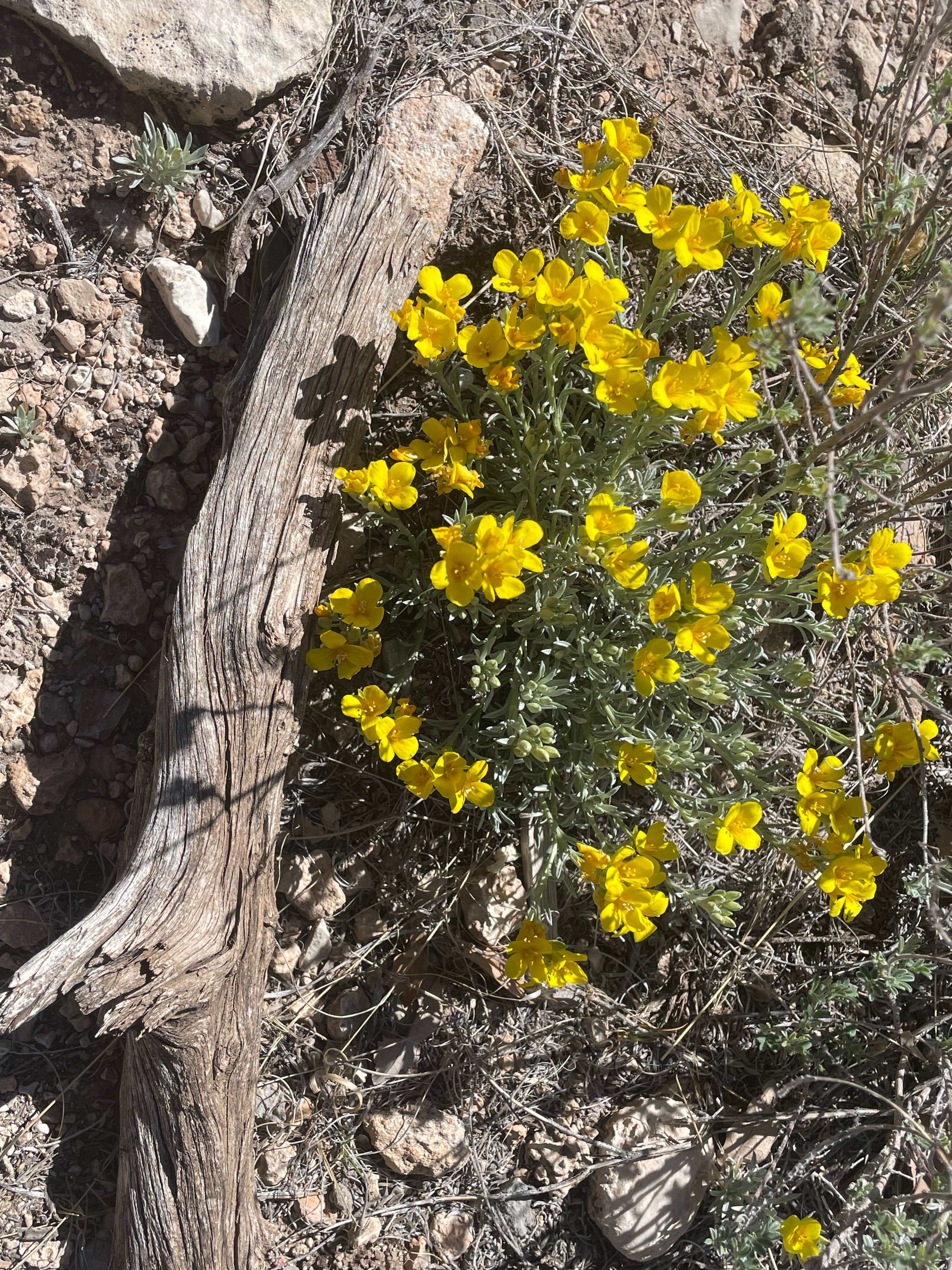 Camper-submitted photo at Carlsbad RV Park & Campground near Artesia, NM