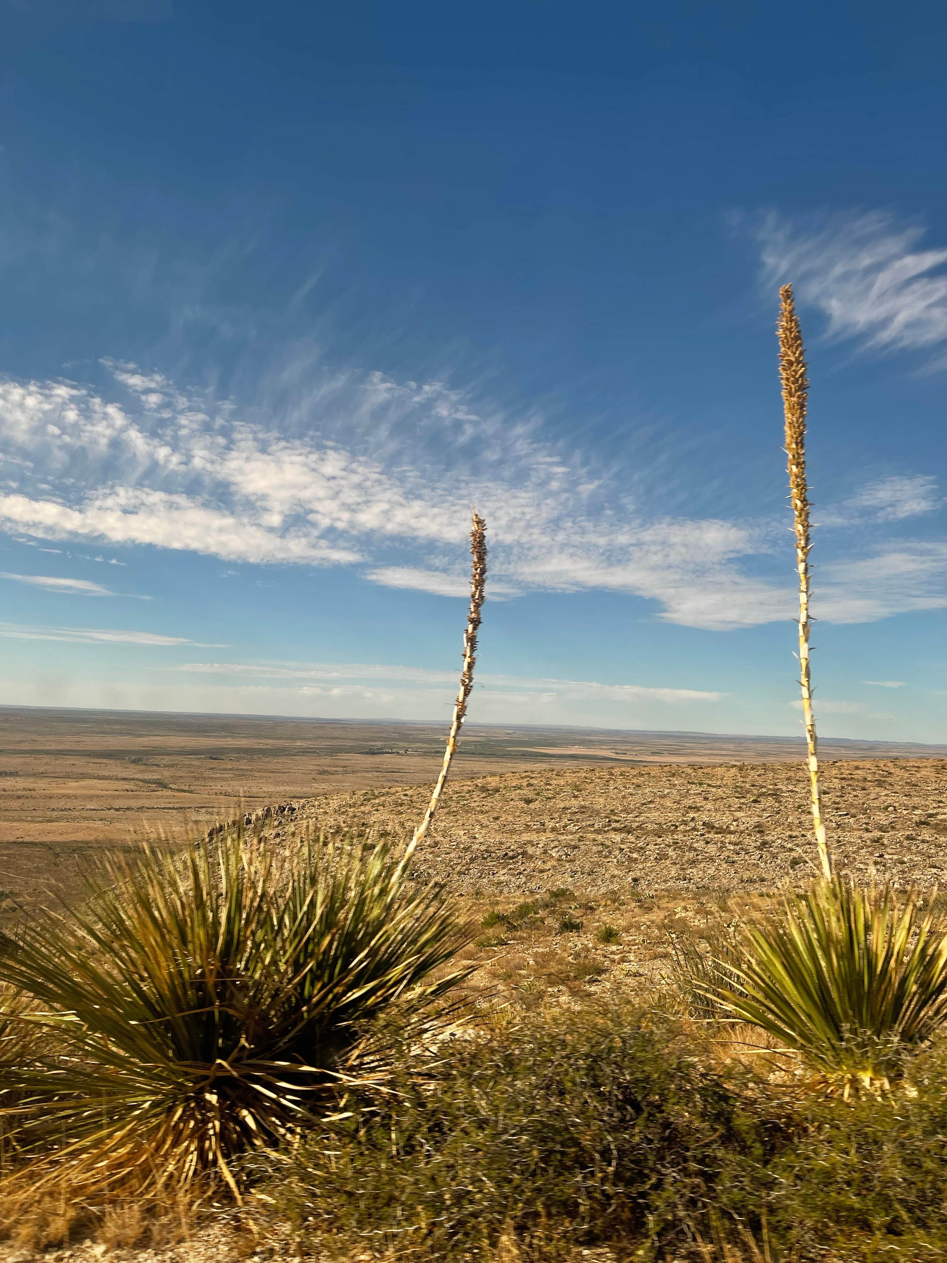 Lexi W.'s photo of a dispersed camping area at Carlsbad Caverns Dispersed near Carlsbad, NM