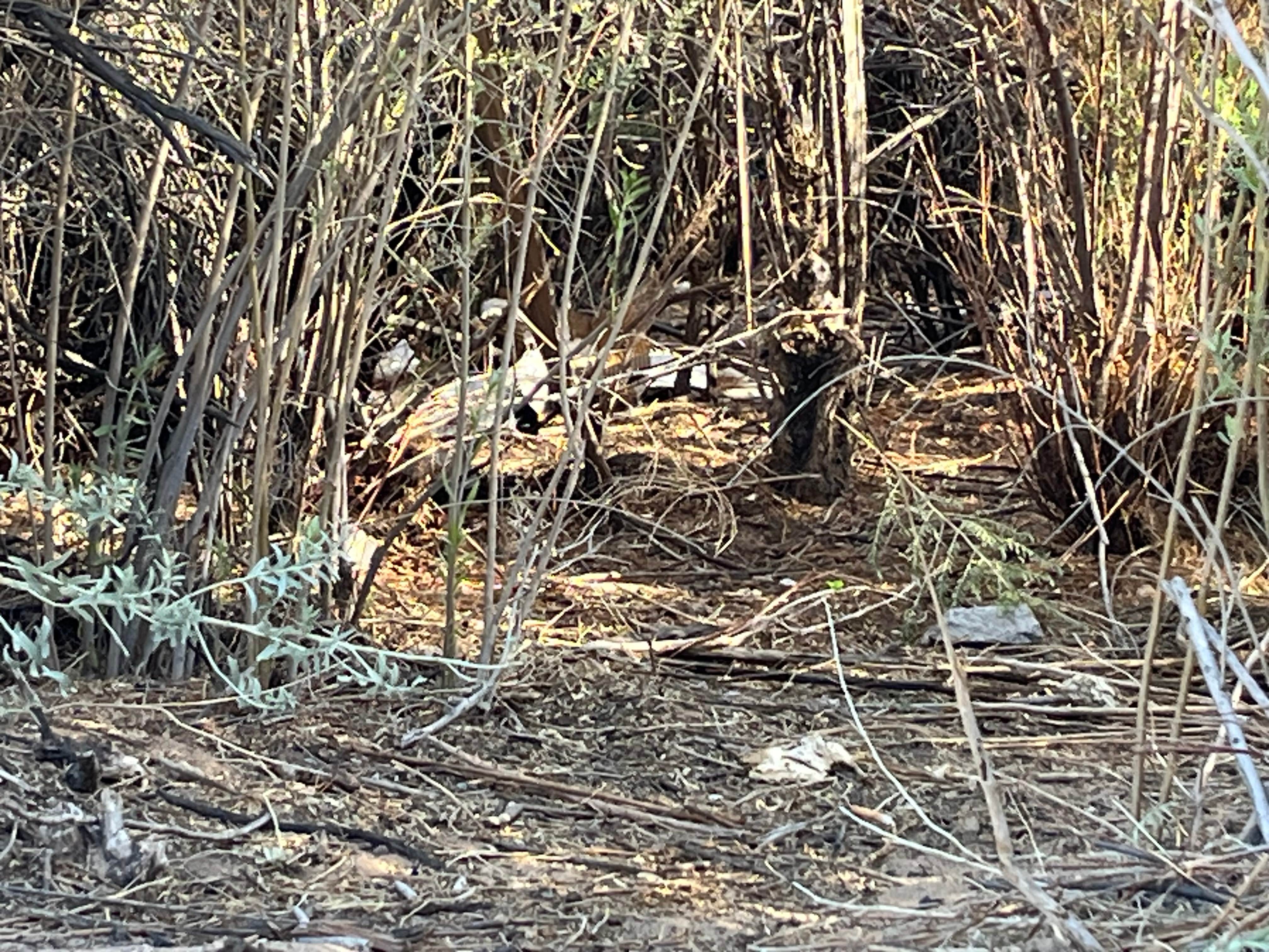 Camper-submitted photo at Carp Cove — Lake Mead National Recreation Area near Searchlight, NV