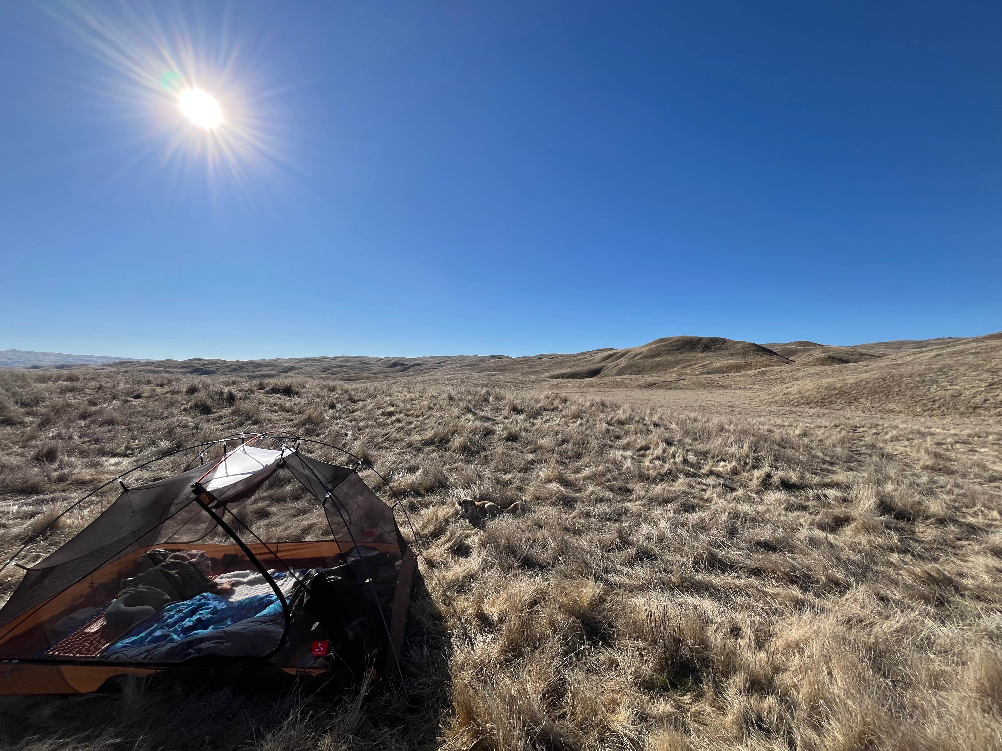 Camper submitted image from Carrizzo Plain National Monument Dispersed - 1