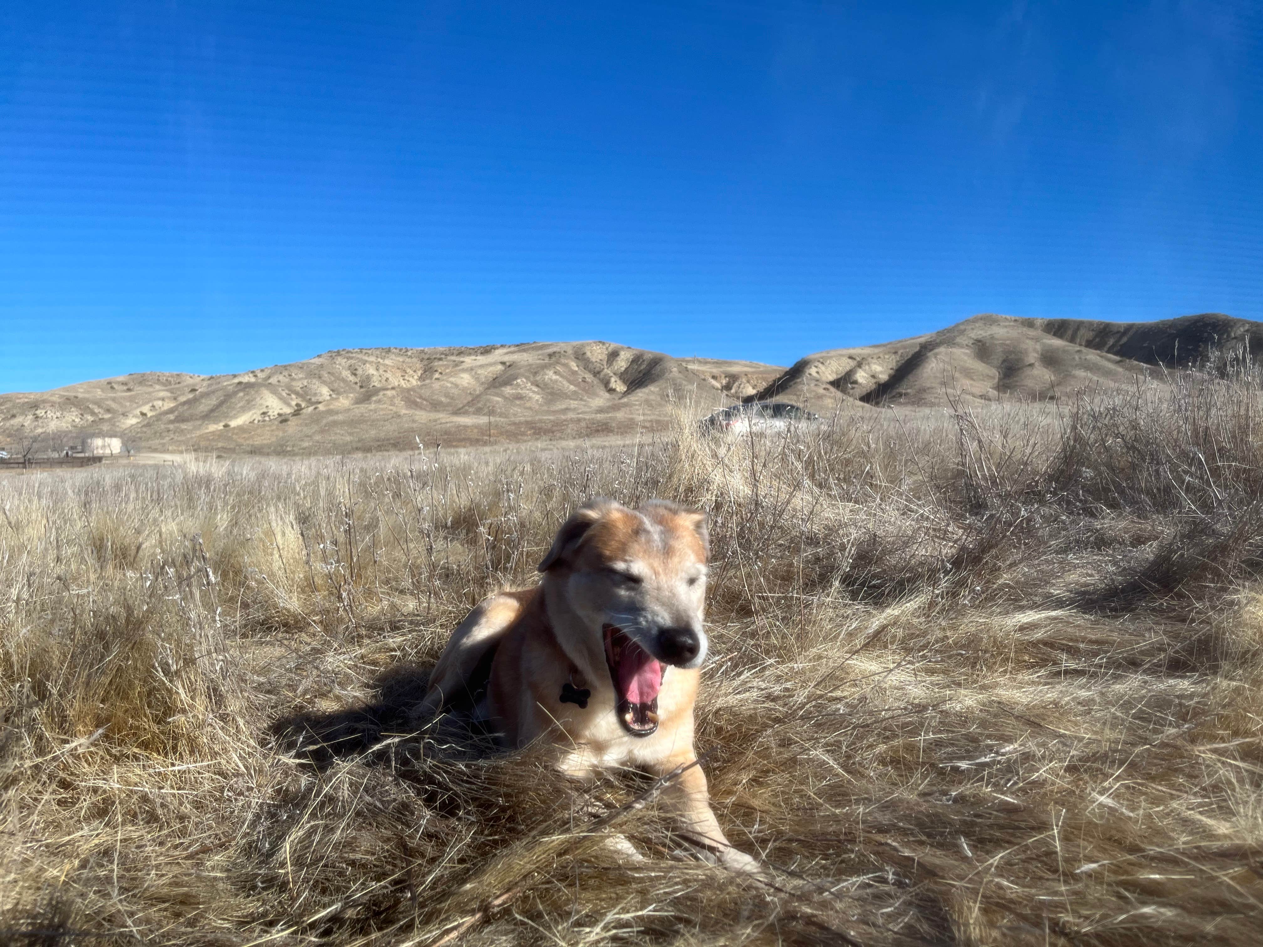 Camper-submitted photo at Carrizzo Plain National Monument Dispersed near Carrizo Plain National Monument
