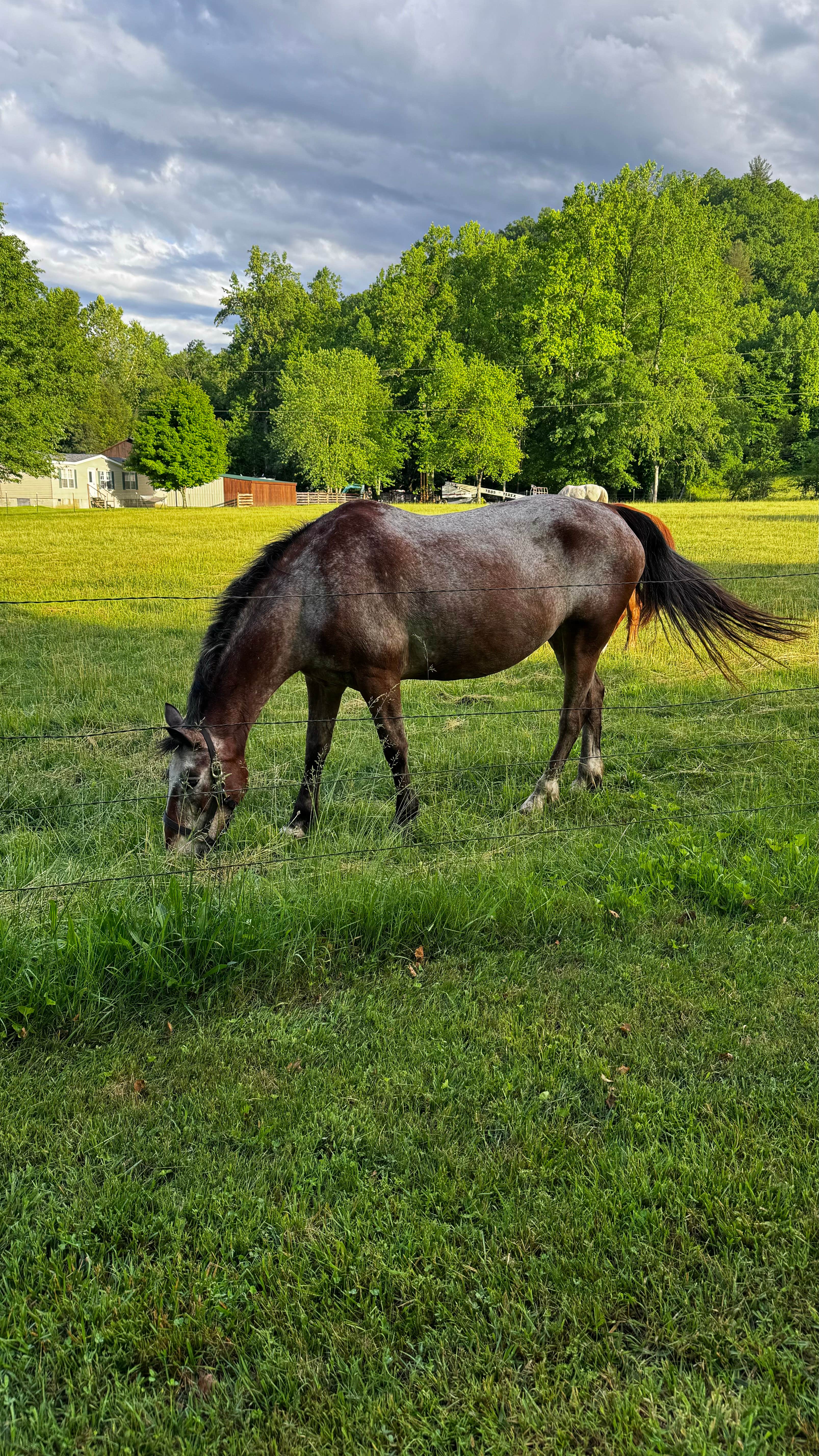 Camper-submitted photo at Cartoogechaye Creek Campground near Otto, NC