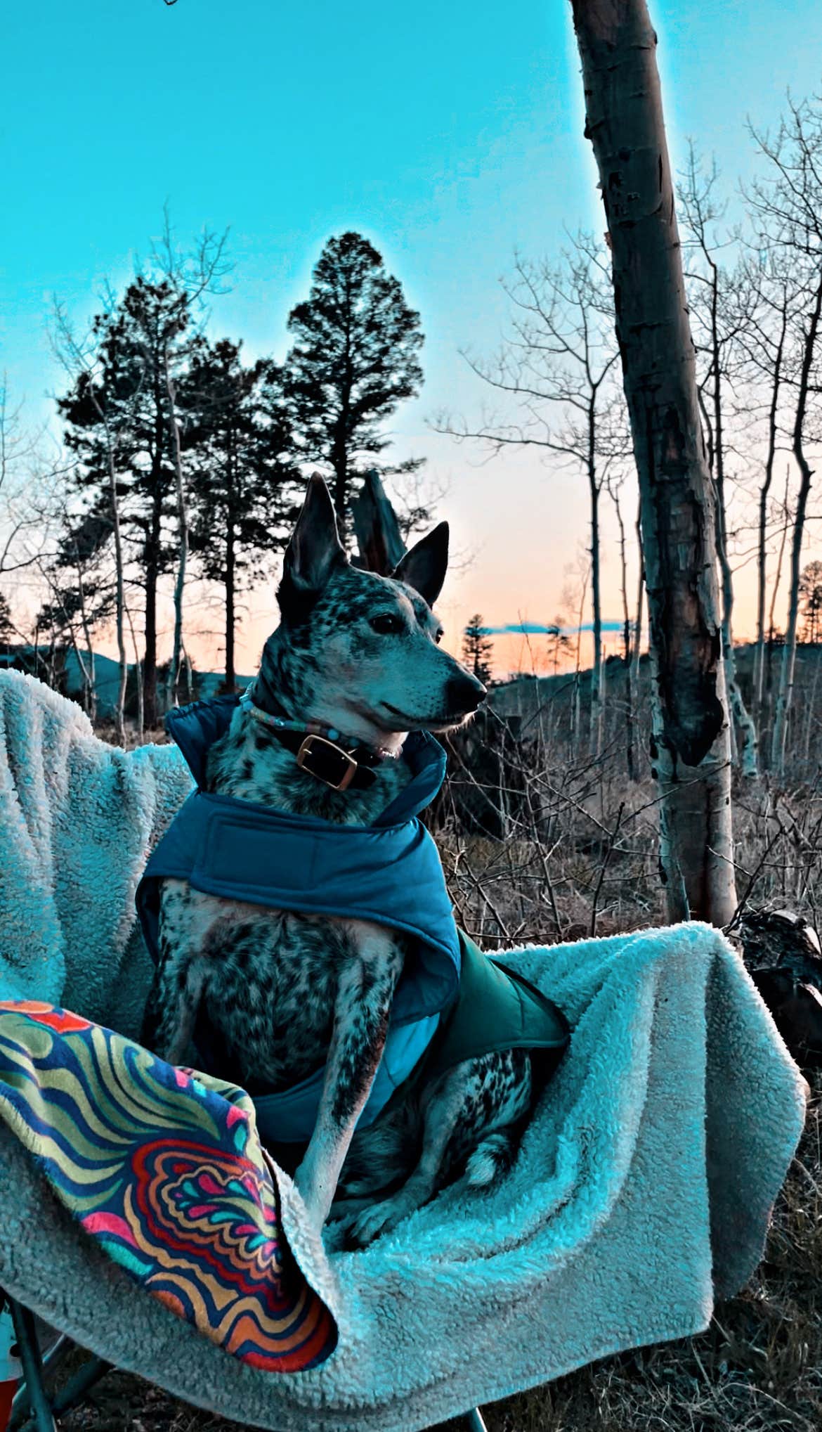 Monica V.'s photo of camping with pets at Cascade-Chipita Park/Woodland Park near Manitou Springs, CO