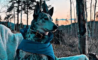 Monica V.'s photo of camping with pets at Cascade-Chipita Park/Woodland Park near Green Mountain Falls, CO