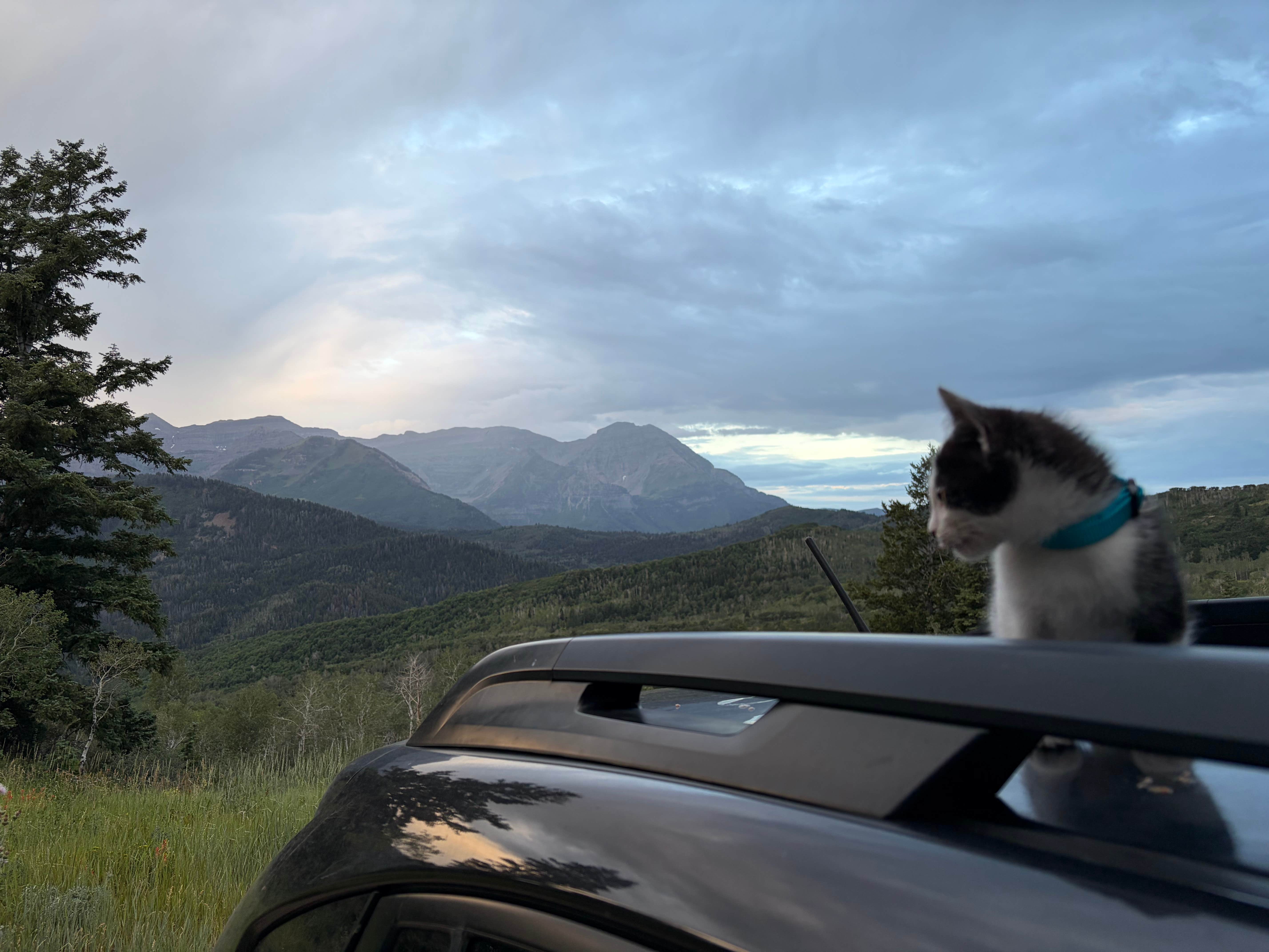 Tory H.'s photo of camping with pets at Cascade Springs Dispersed Site near Murray, UT
