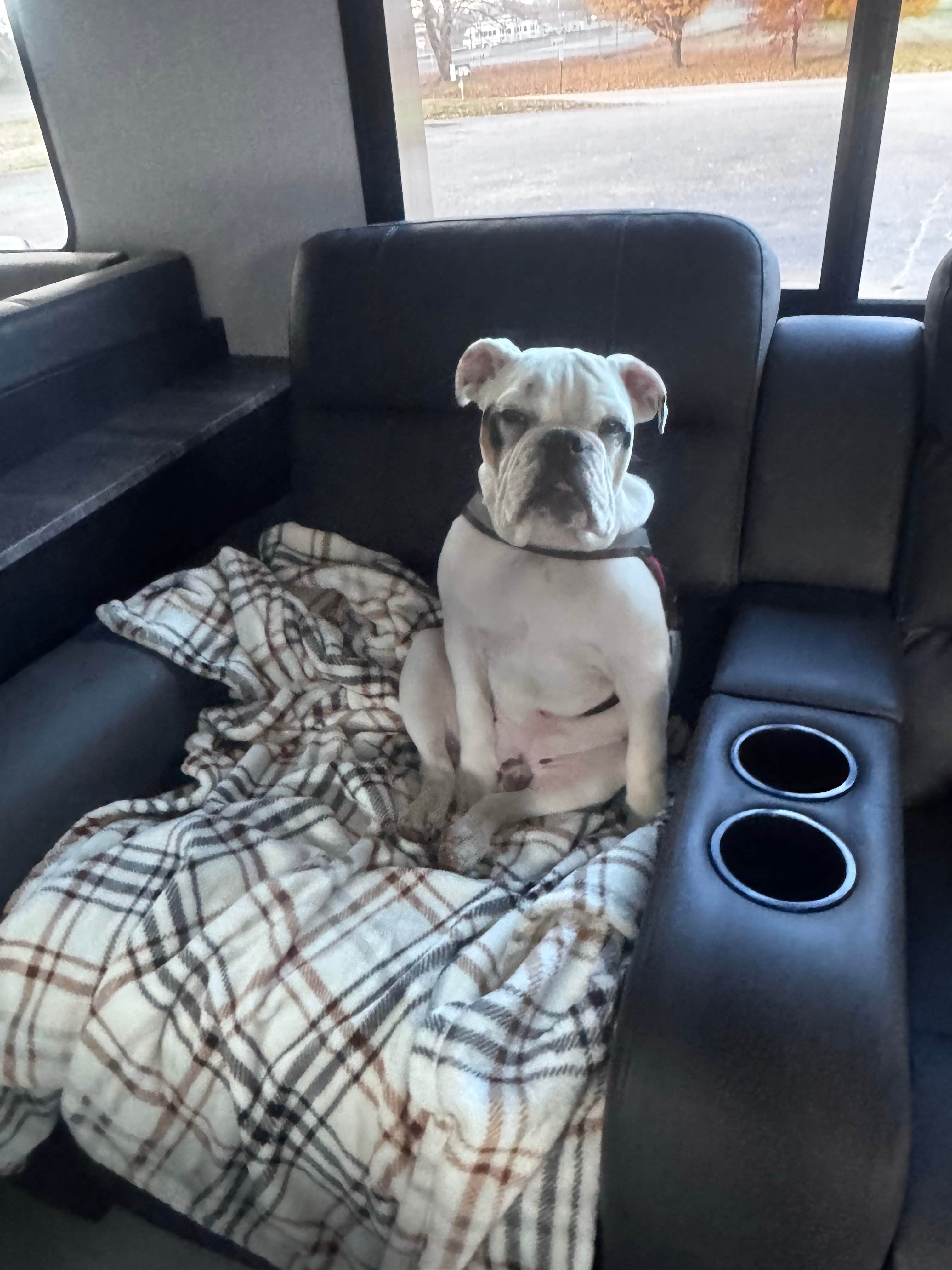 Angie S.'s photo of camping with pets at Draft Kings at Casino Queen RV Park near St. Louis, MO