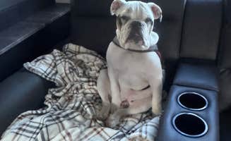 Angie S.'s photo of camping with pets at Draft Kings at Casino Queen RV Park near Hillsboro, MO