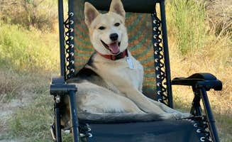 Scot W.'s photo of camping with pets at Castle Gardens near Buffalo, WY
