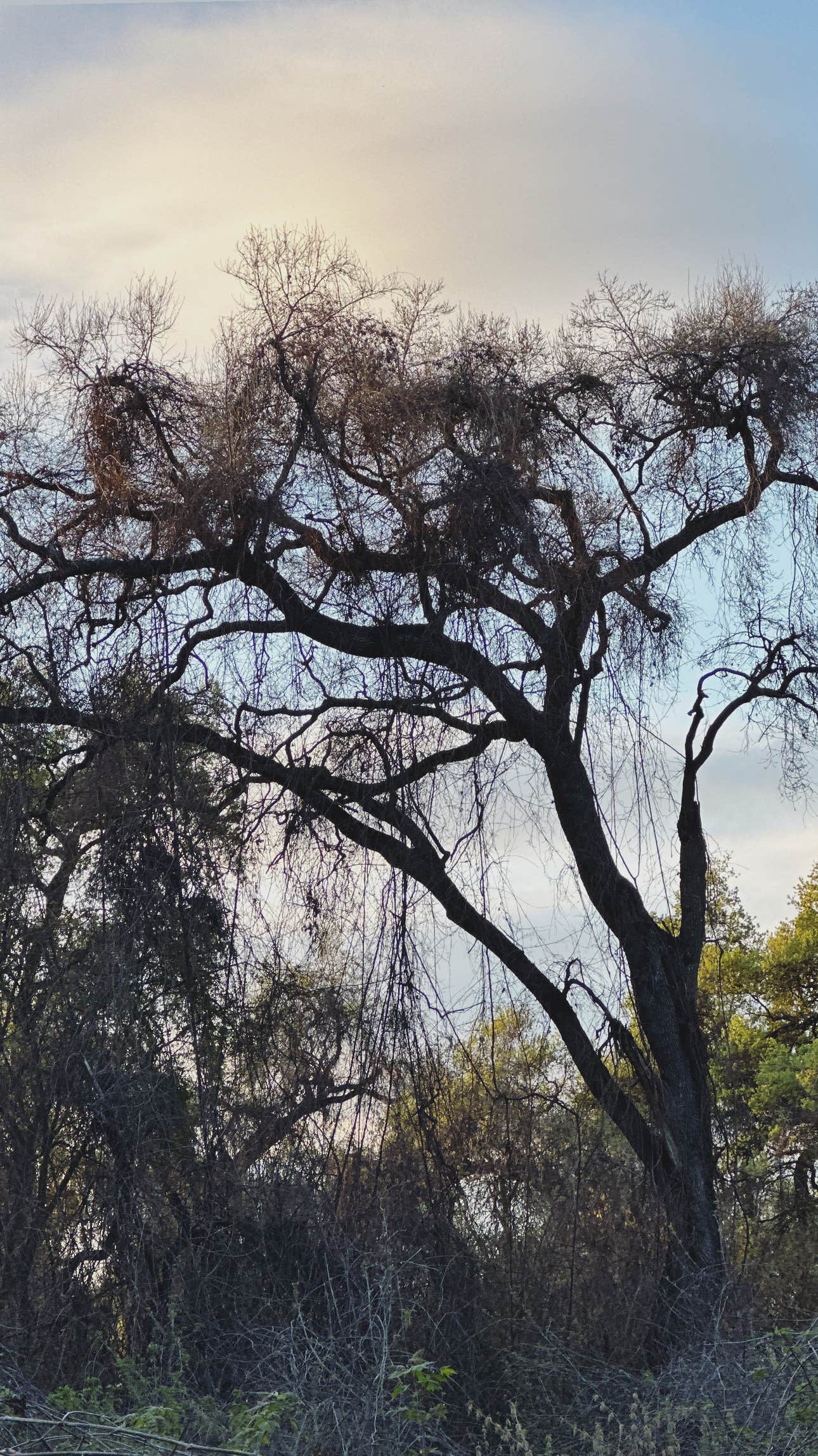 Camper-submitted photo at Caswell Memorial State Park Campground near Waterford, CA
