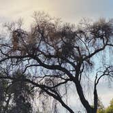 Review photo of Caswell Memorial State Park Campground by Micah C., January 5, 2026