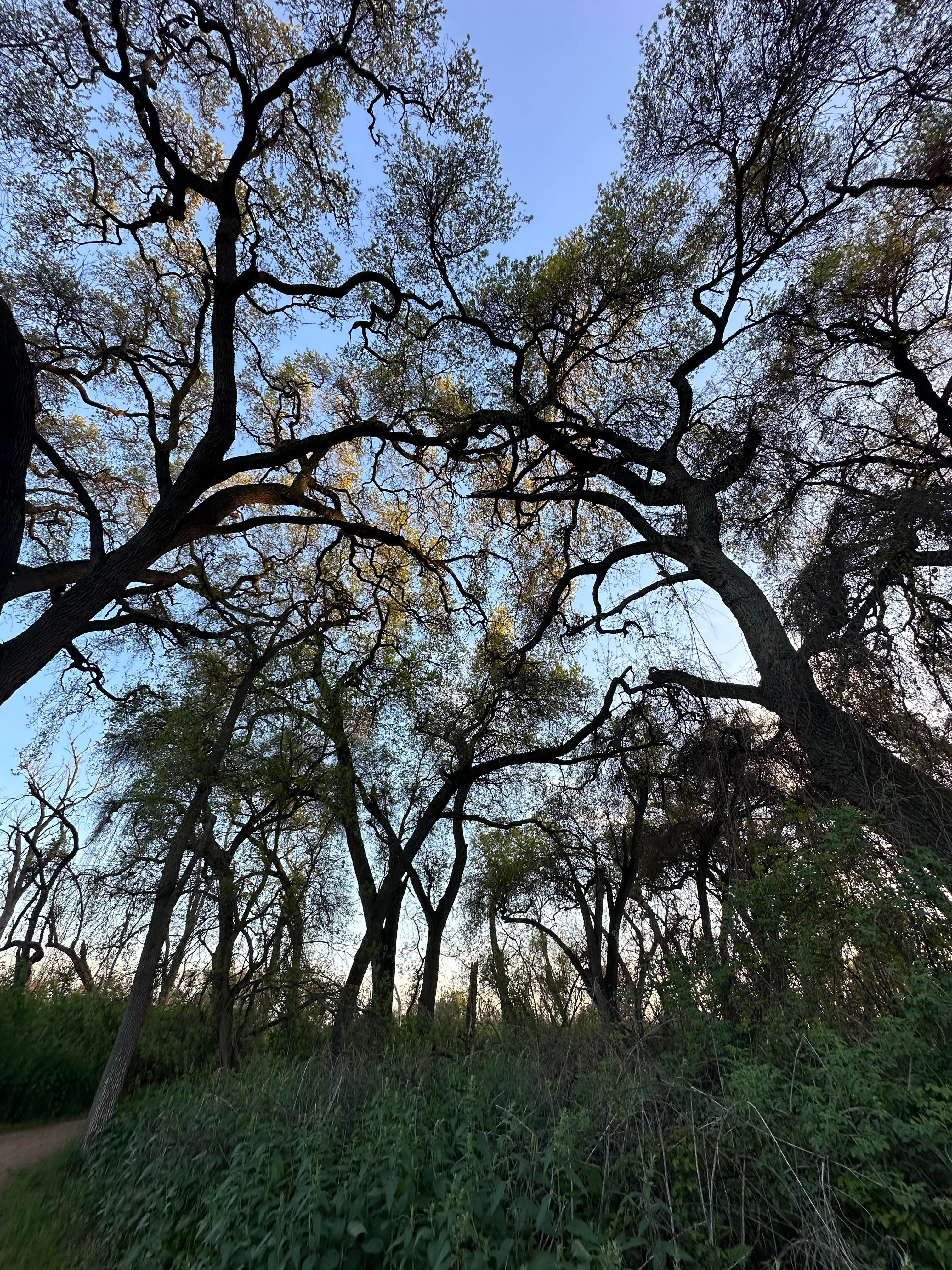Camper-submitted photo at Caswell Memorial State Park Campground near Waterford, CA