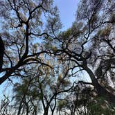 Review photo of Caswell Memorial State Park Campground by Micah C., January 5, 2026