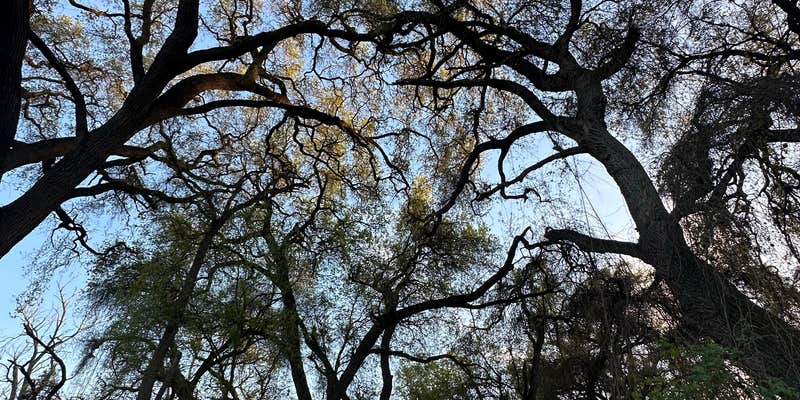 Camper submitted image from Caswell Memorial State Park Campground