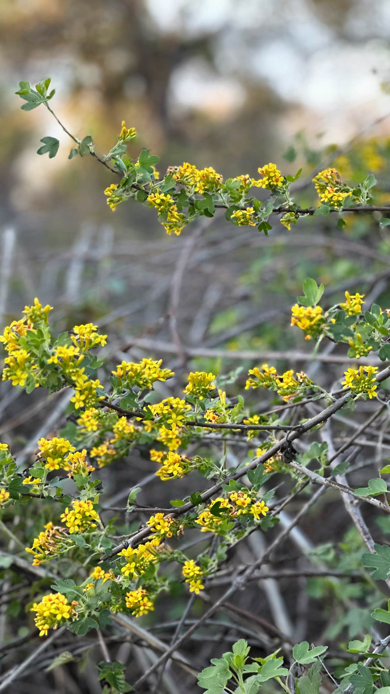 Camper-submitted photo at Caswell Memorial State Park Campground near Waterford, CA