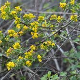 Review photo of Caswell Memorial State Park Campground by Micah C., January 5, 2026