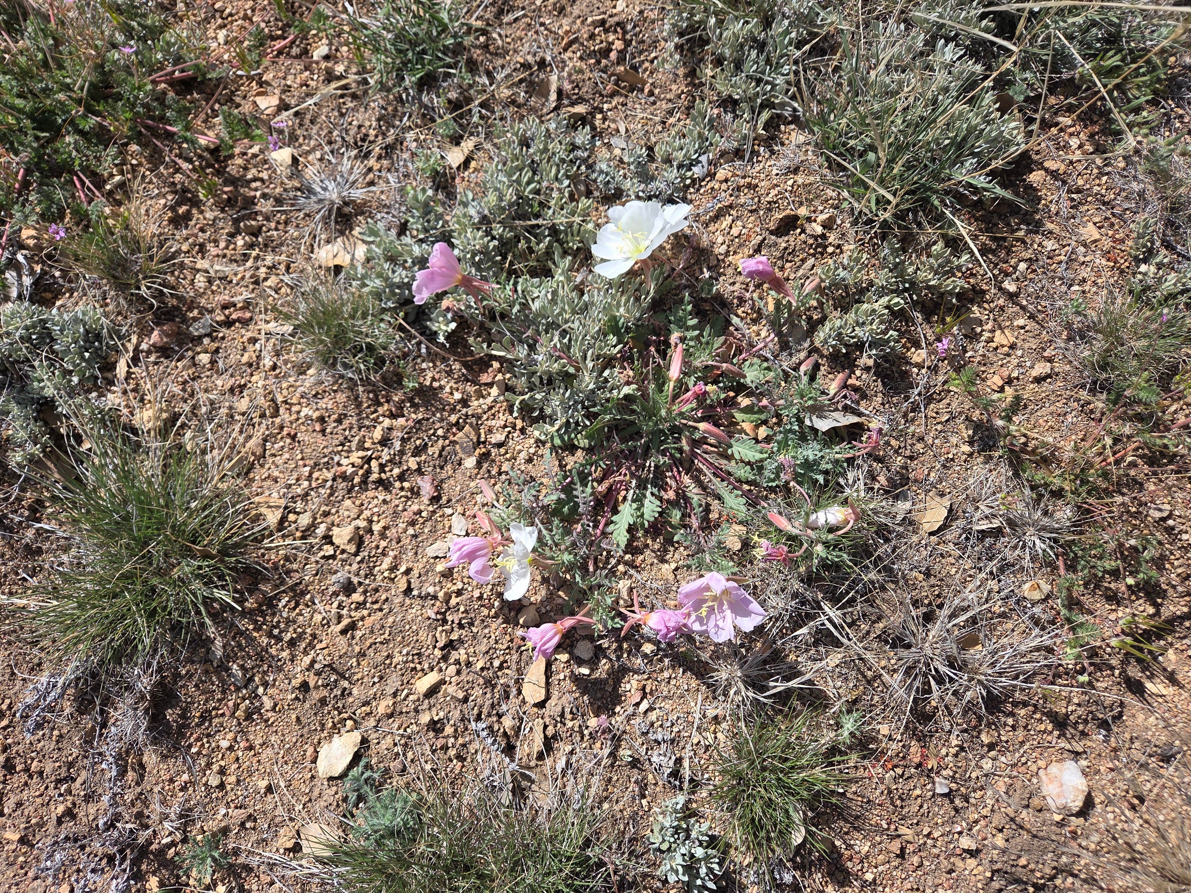 Cattlemen Trail - Dispersed Camping
