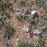 Review photo of Cattlemen Trail - Dispersed Camping by John R., April 7, 2026