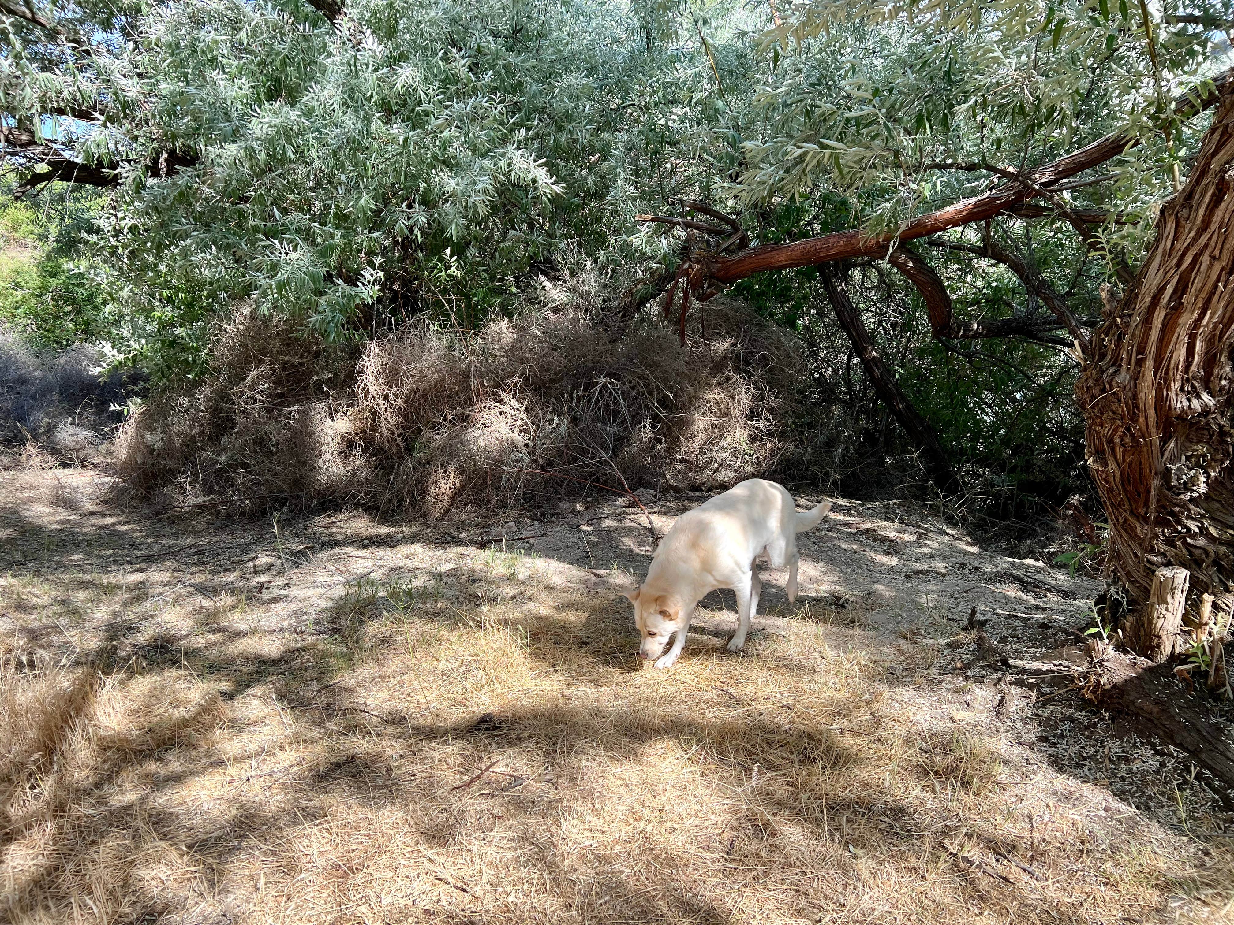 Camper-submitted photo at Cauldron Linn BLM Dispersed in Idaho