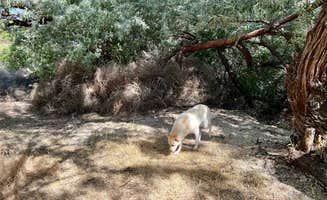 Samantha B.'s photo of camping with pets at Cauldron Linn BLM Dispersed near Twin Falls, ID