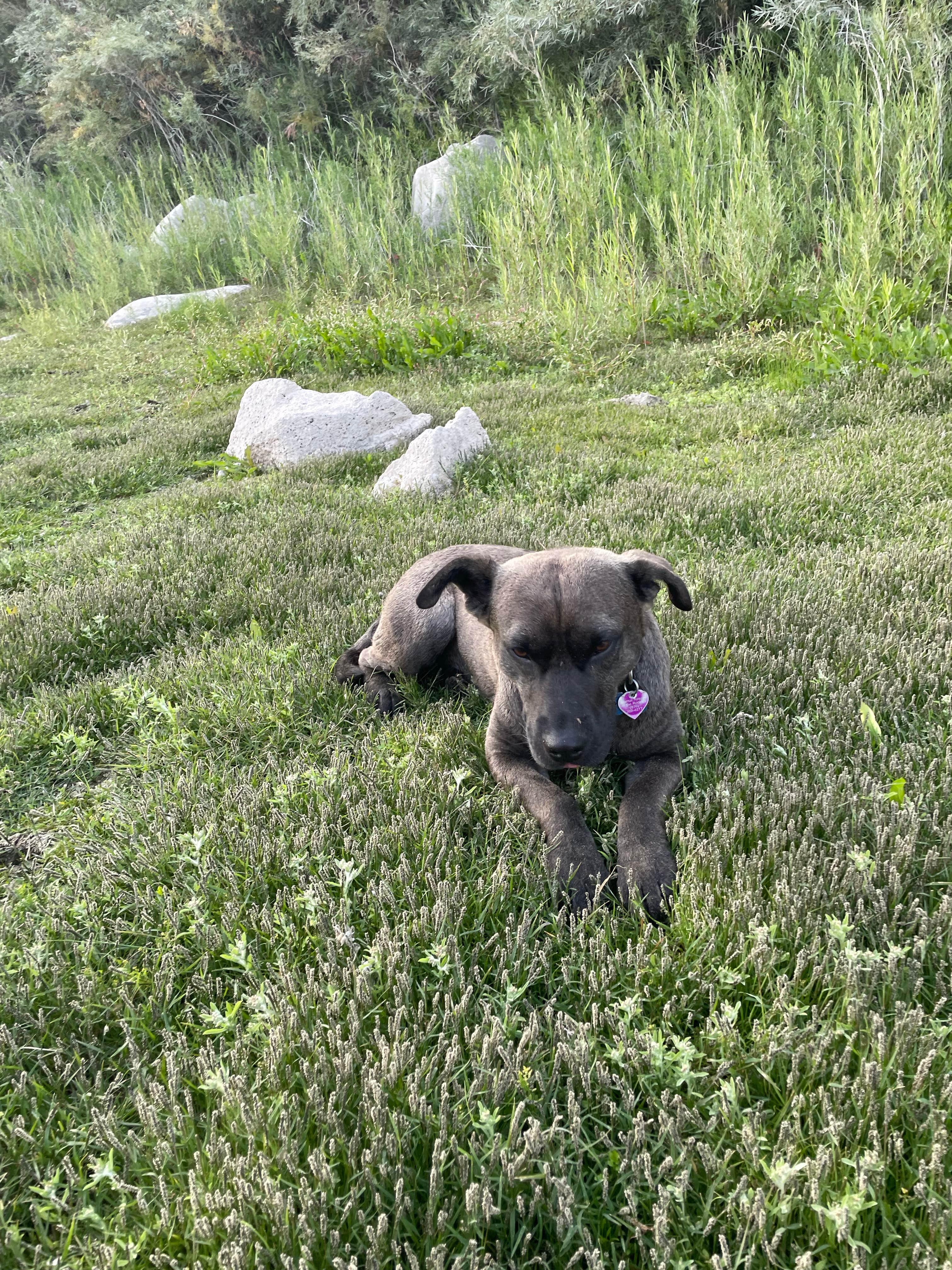 Faye N.'s photo of camping with pets at Cauldron Linn BLM Dispersed near Wendell, ID