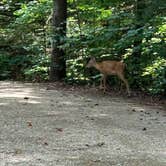 Review photo of Cave Mountain Lake Group Camp — George Washington & Jefferson National Forest by Timothy B., July 29, 2024