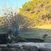 Review photo of Caverns of Sonora by Christine B., March 13, 2026