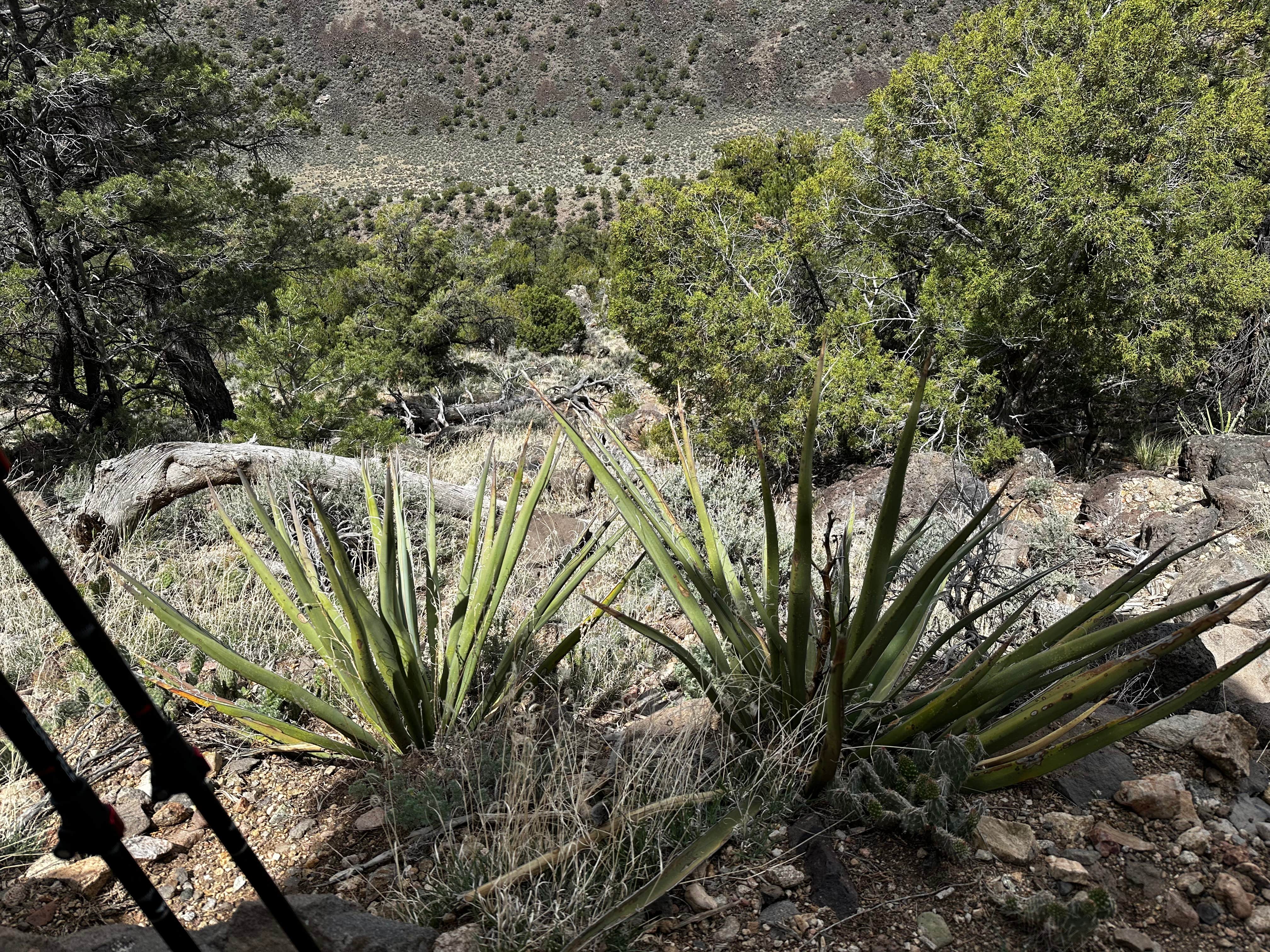Camper-submitted photo at Cebolla Mesa near Red River, NM