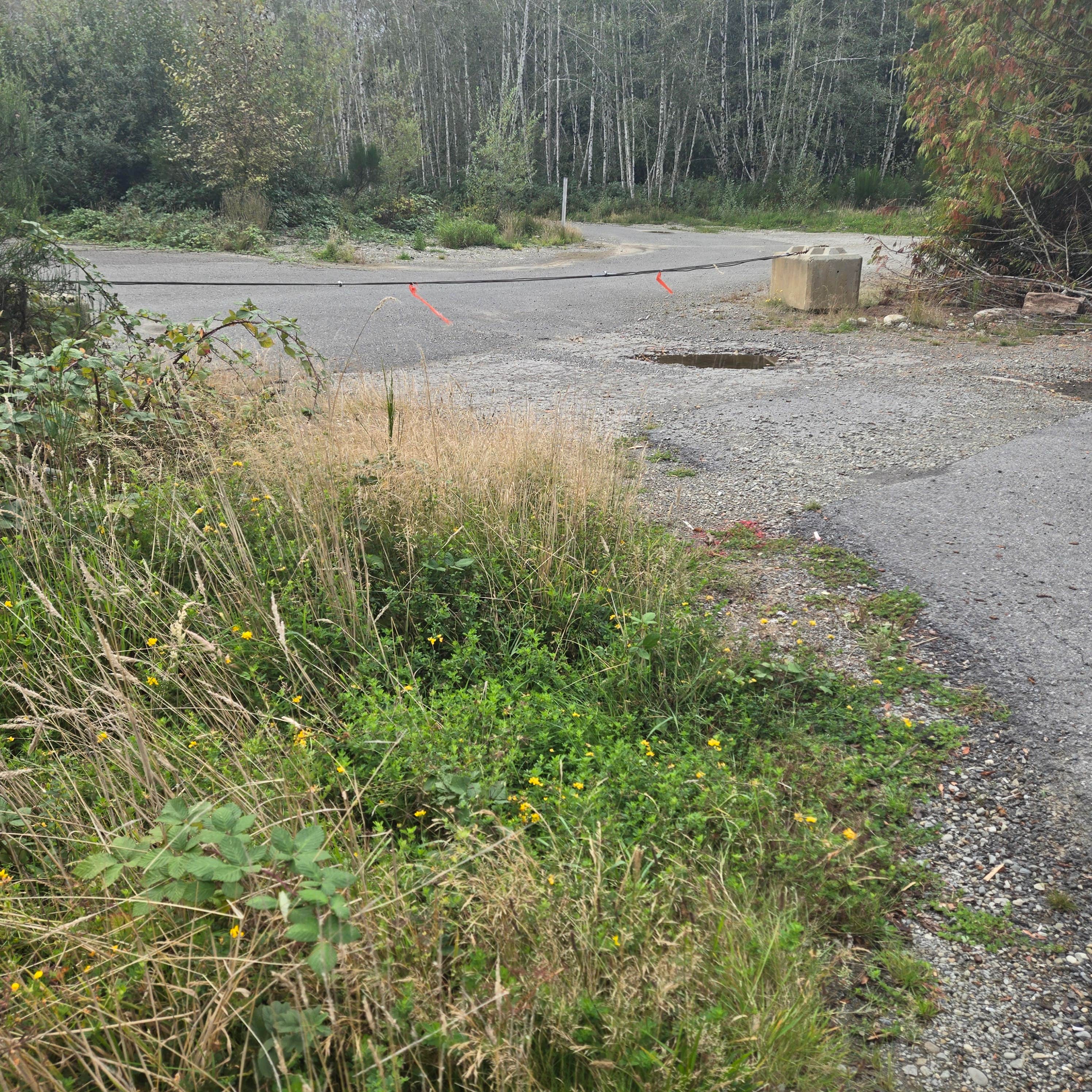 Camper-submitted photo at Cedar Creek Camp near Ocean Shores, WA