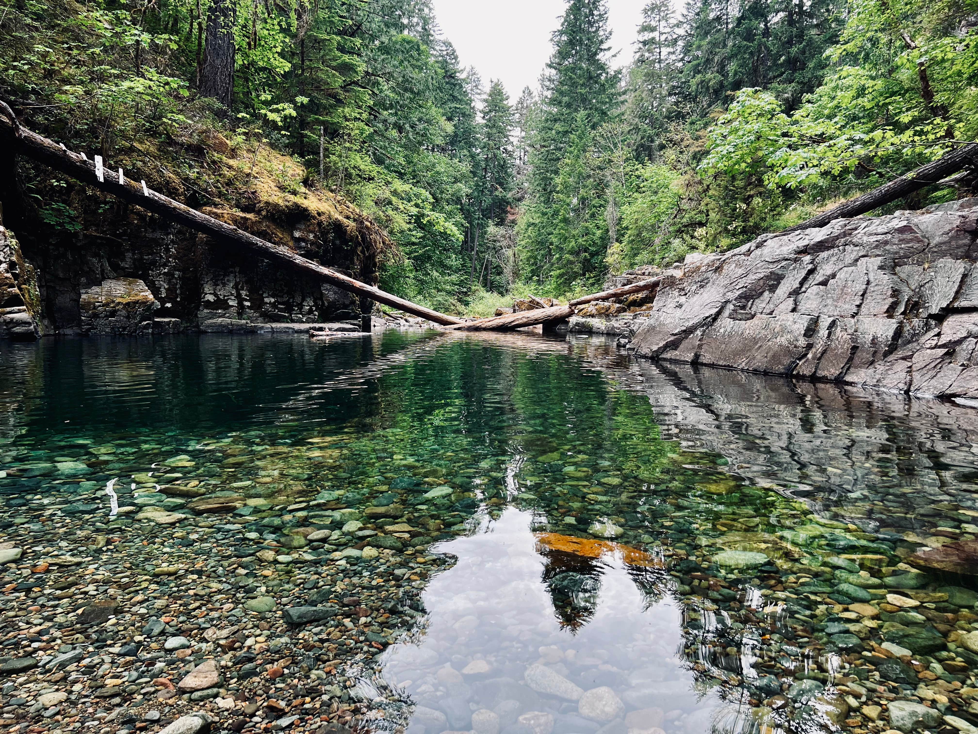 june G.'s photo of a dispersed camping area at Cedar Creek Camp near Elma, WA