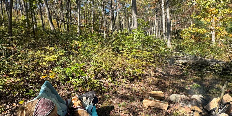 Camper submitted image from Cedar Creek Trail dispersed campsite