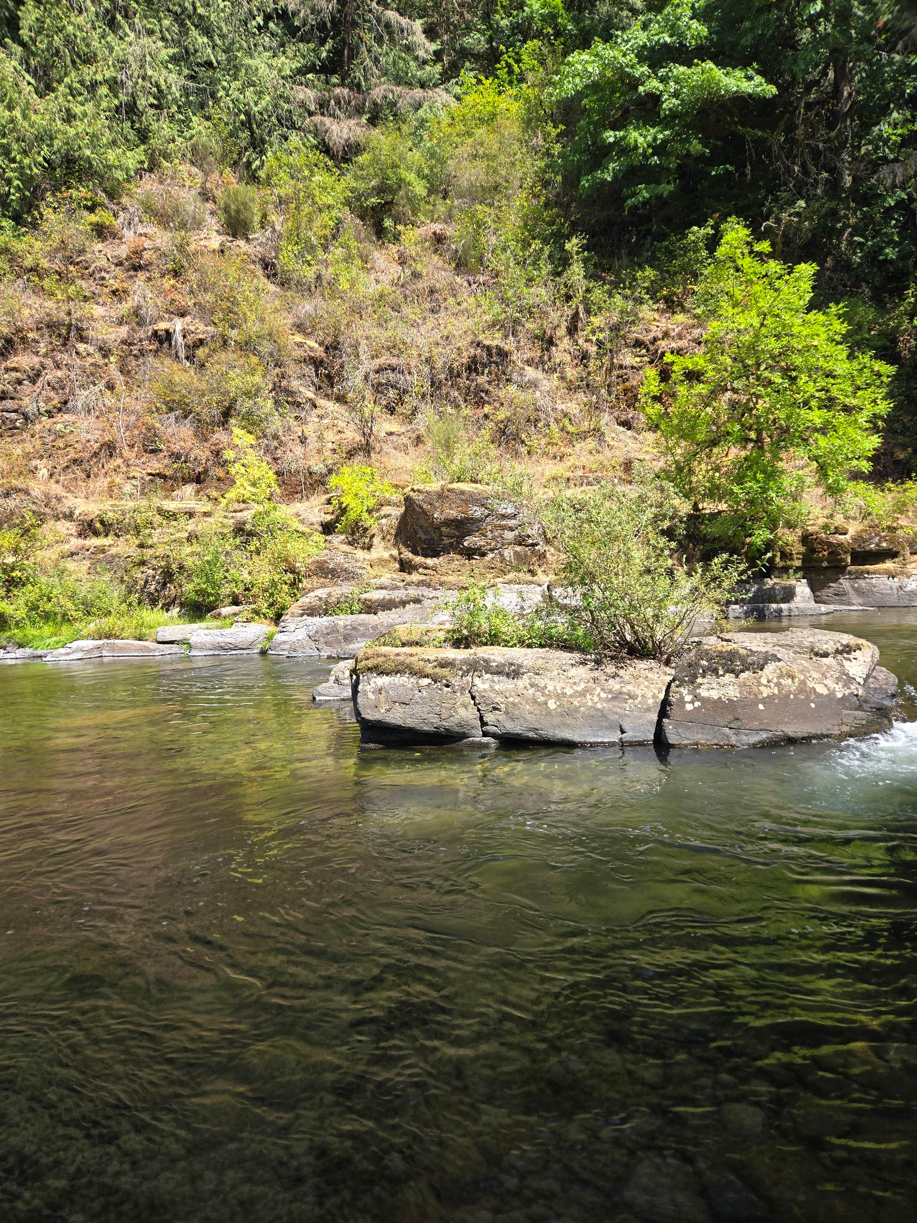 Camper-submitted photo at Cedar Grove Recreation Site near Scotts Mills, OR