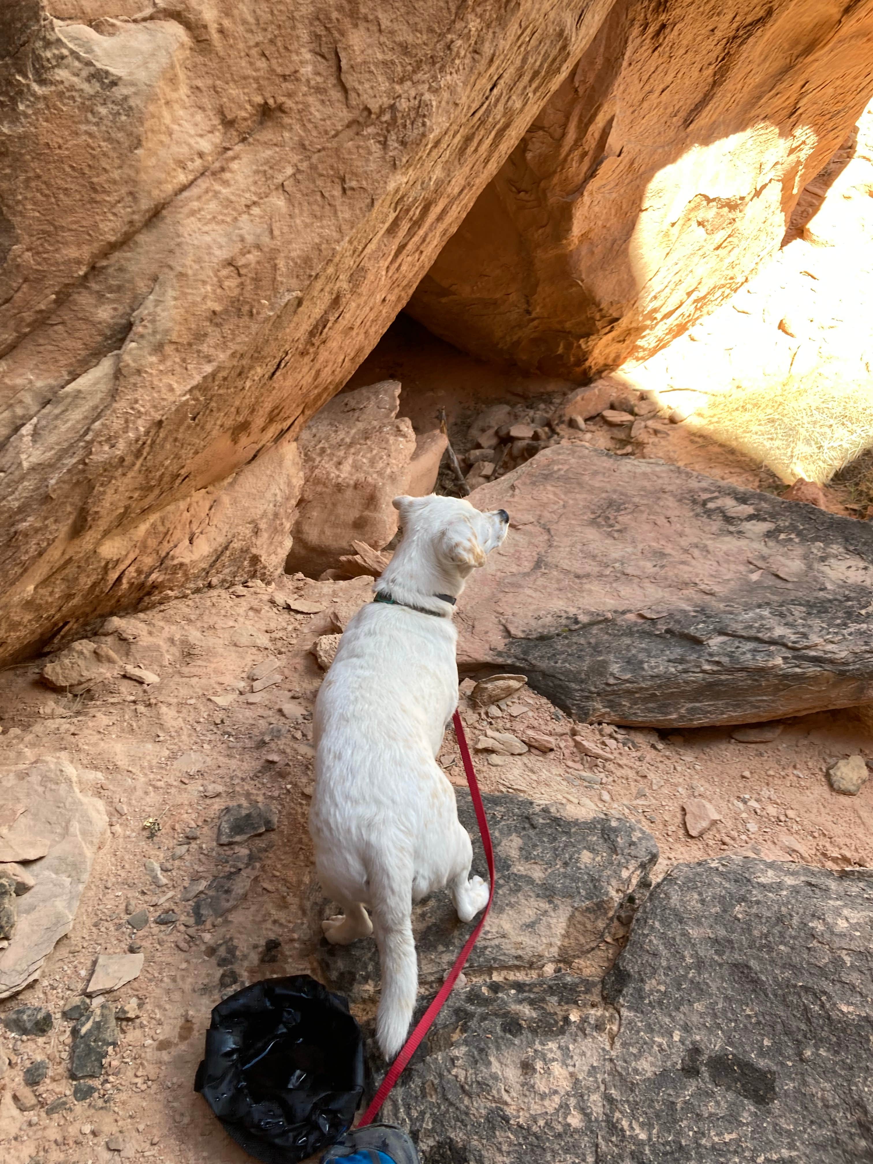 Cobalt B.'s photo of camping with pets at Cedar Pockets Pass Road - Dispersed Camping near Bunkerville, NV