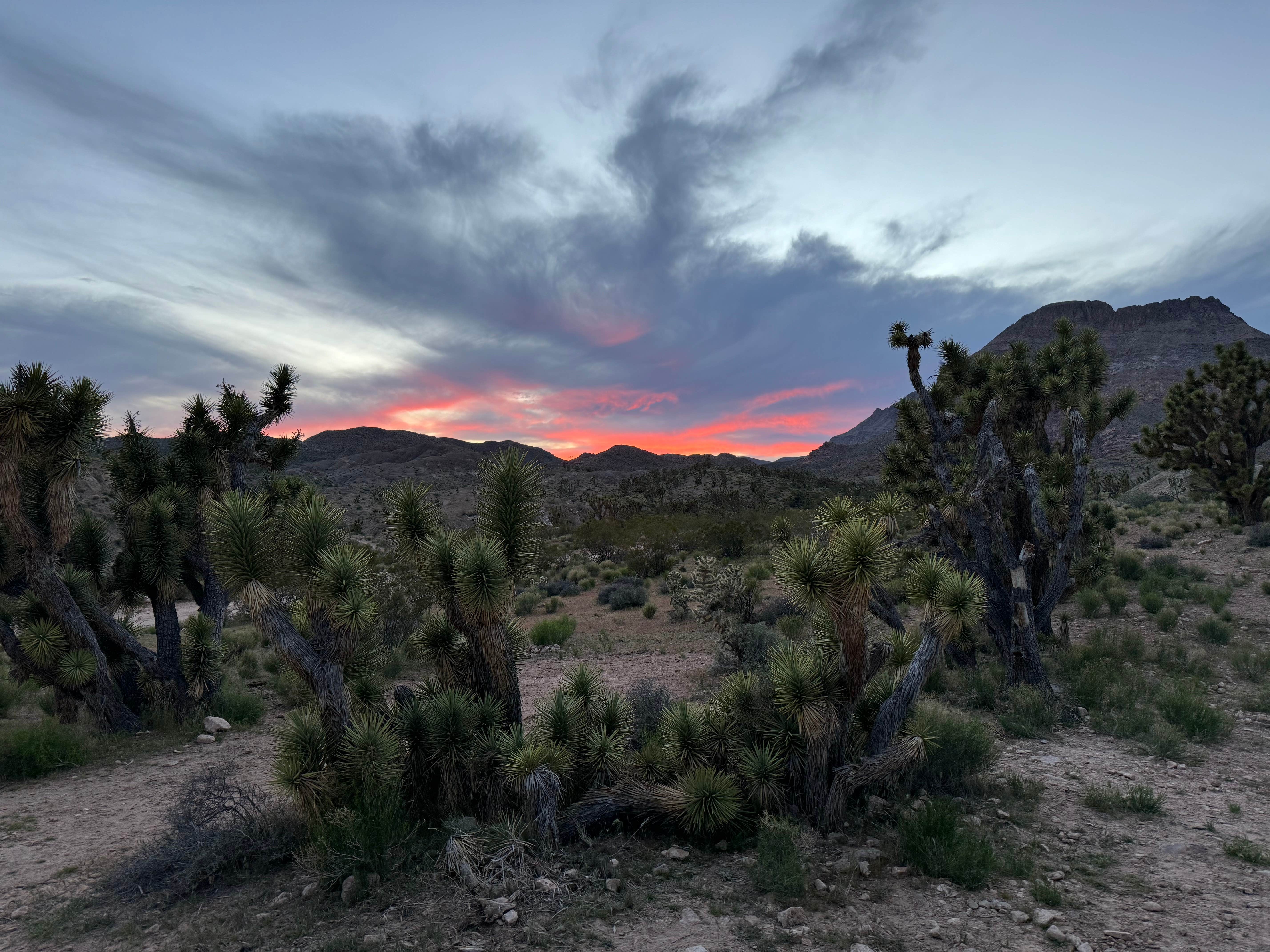 Doc P.'s photo of a dispersed camping area at Cedar Pockets Pass Road - Dispersed Camping near Mesquite, NV