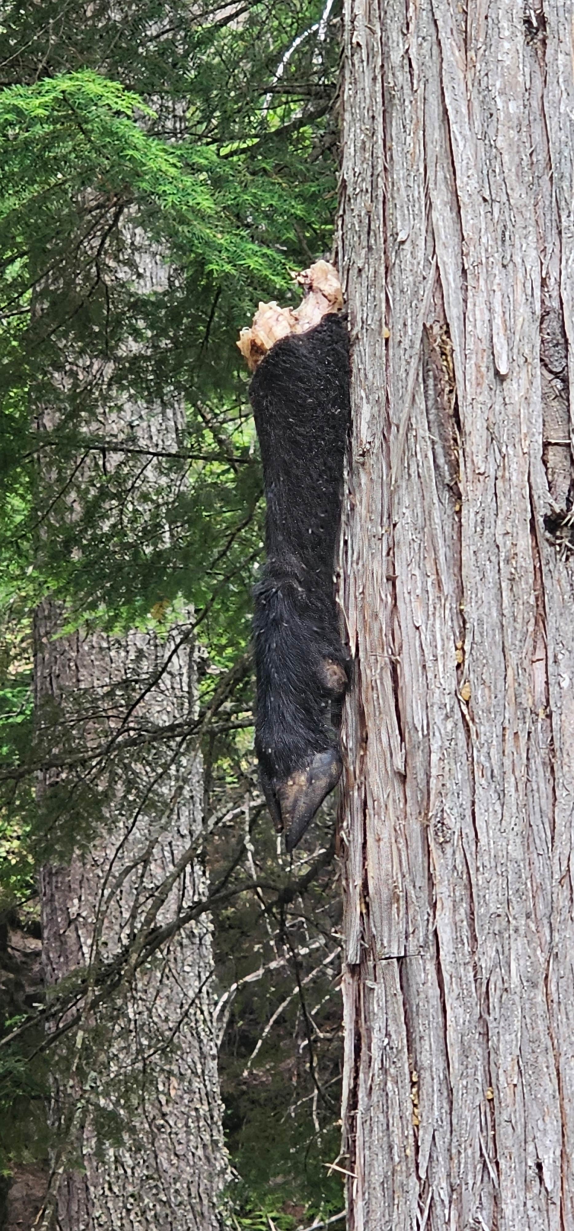 Camper-submitted photo at Cee Cee Ah Creek near Kootenai, ID