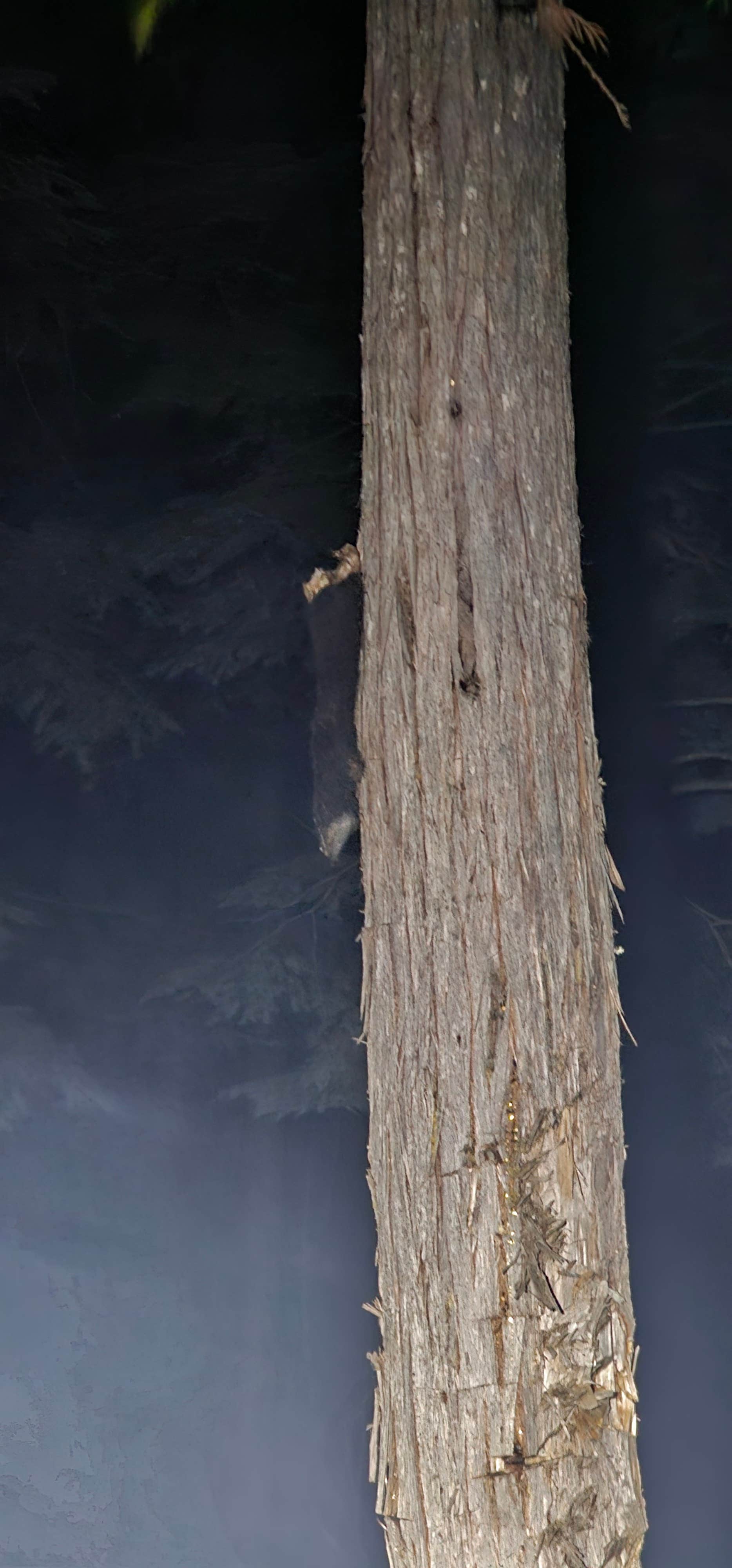 Camper-submitted photo at Cee Cee Ah Creek near Kootenai, ID